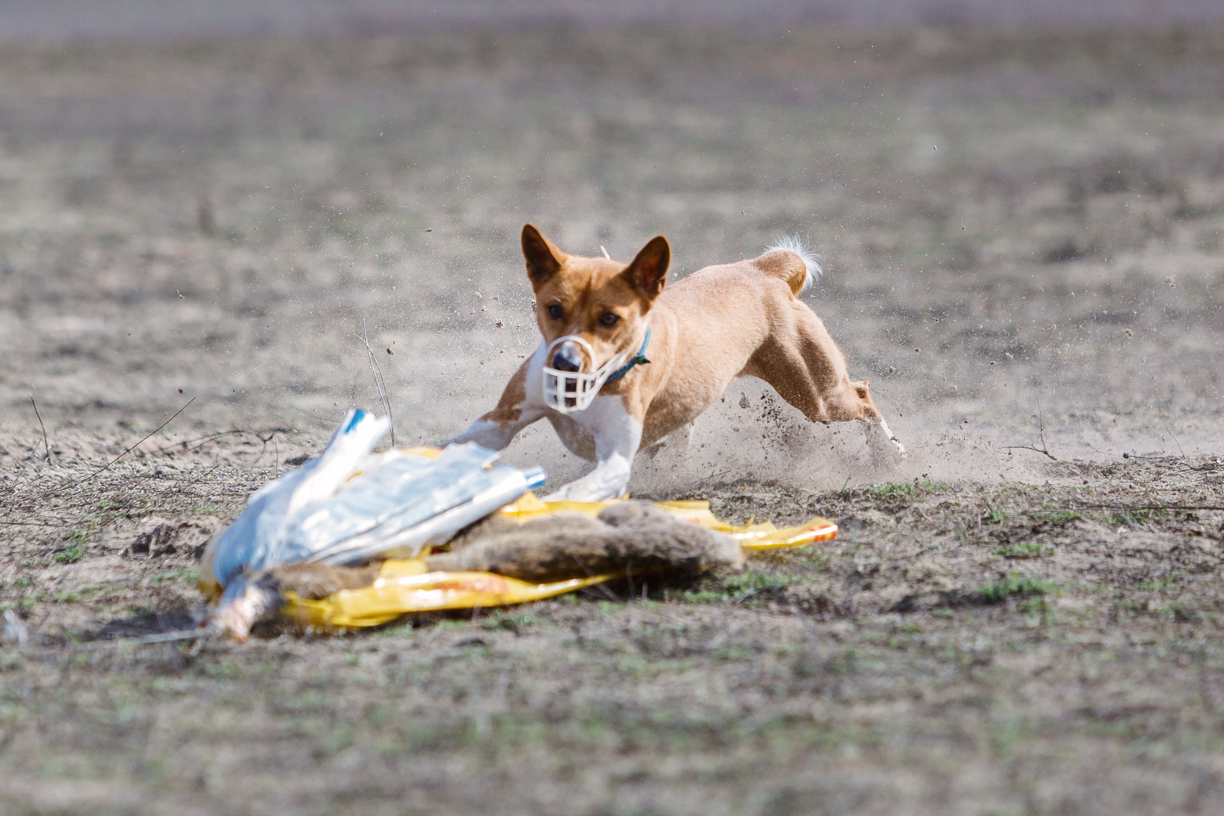 basenji coursing