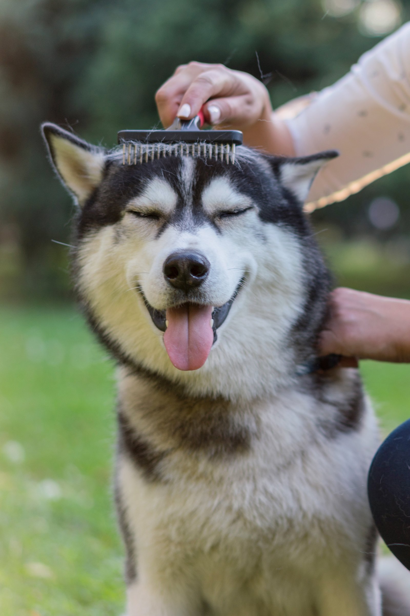 husky fésülés