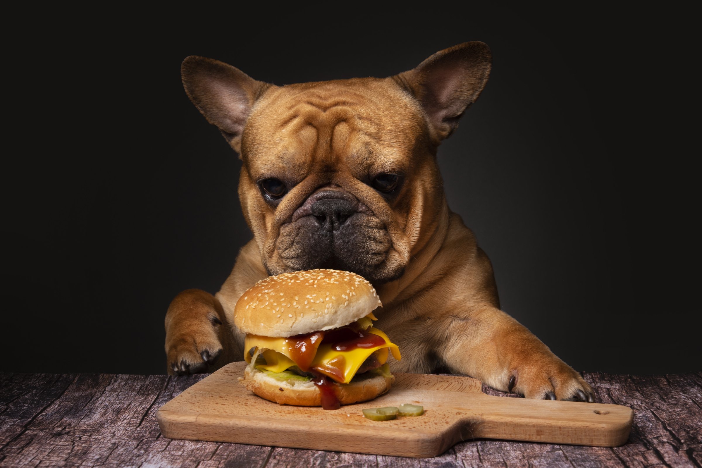 francia bulldog hambi