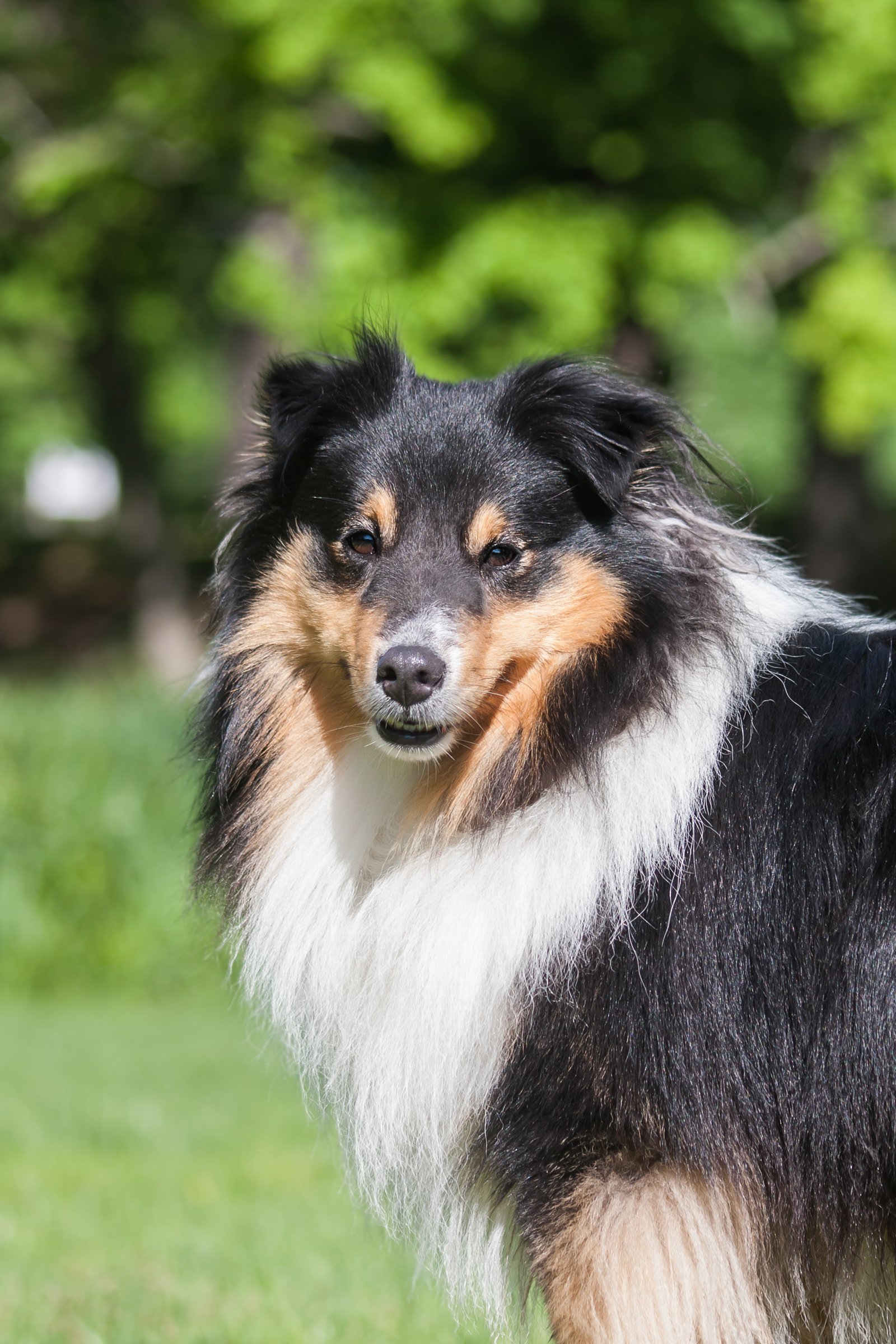 shetland collie