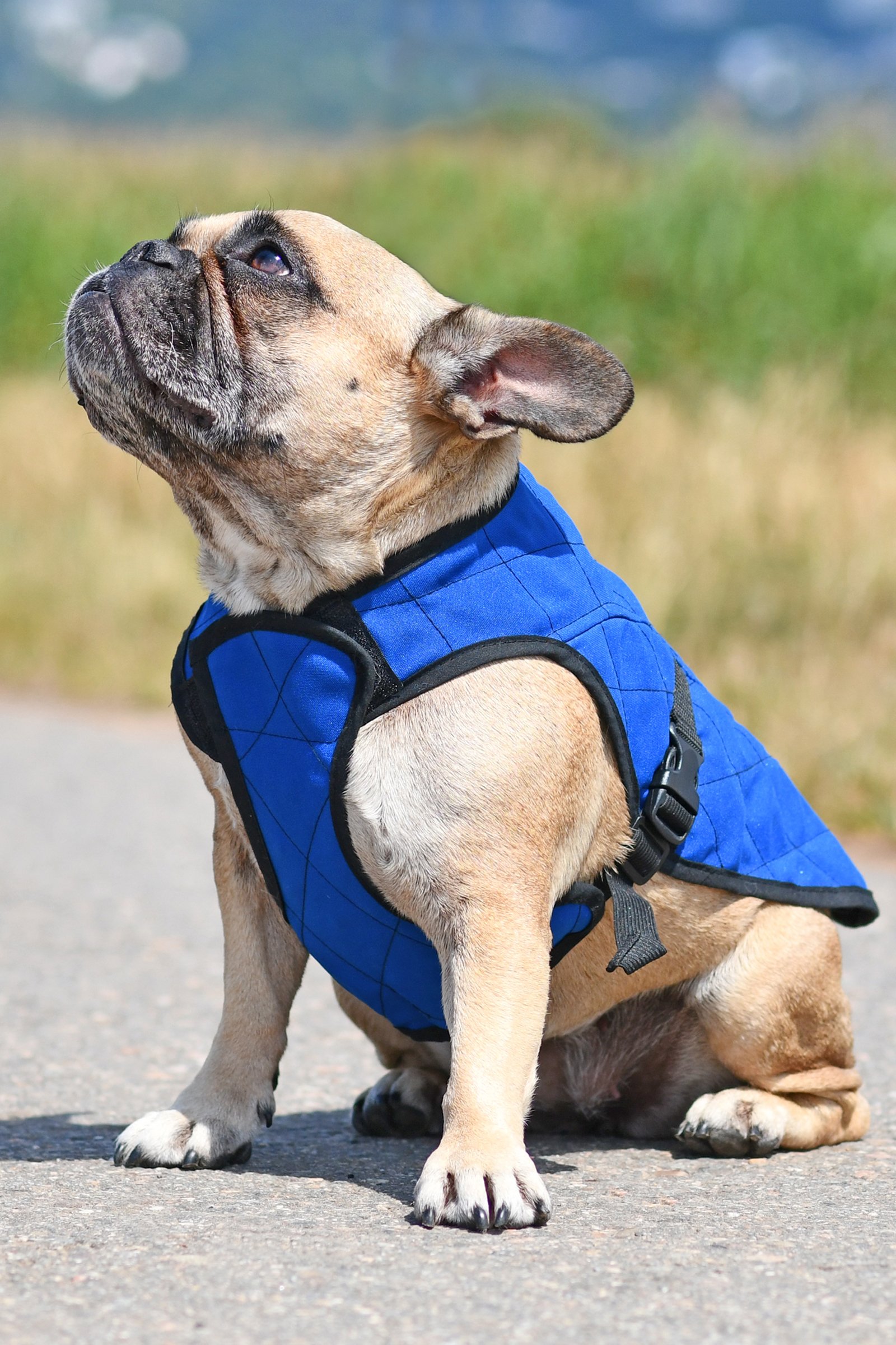 francia bulldog mellény
