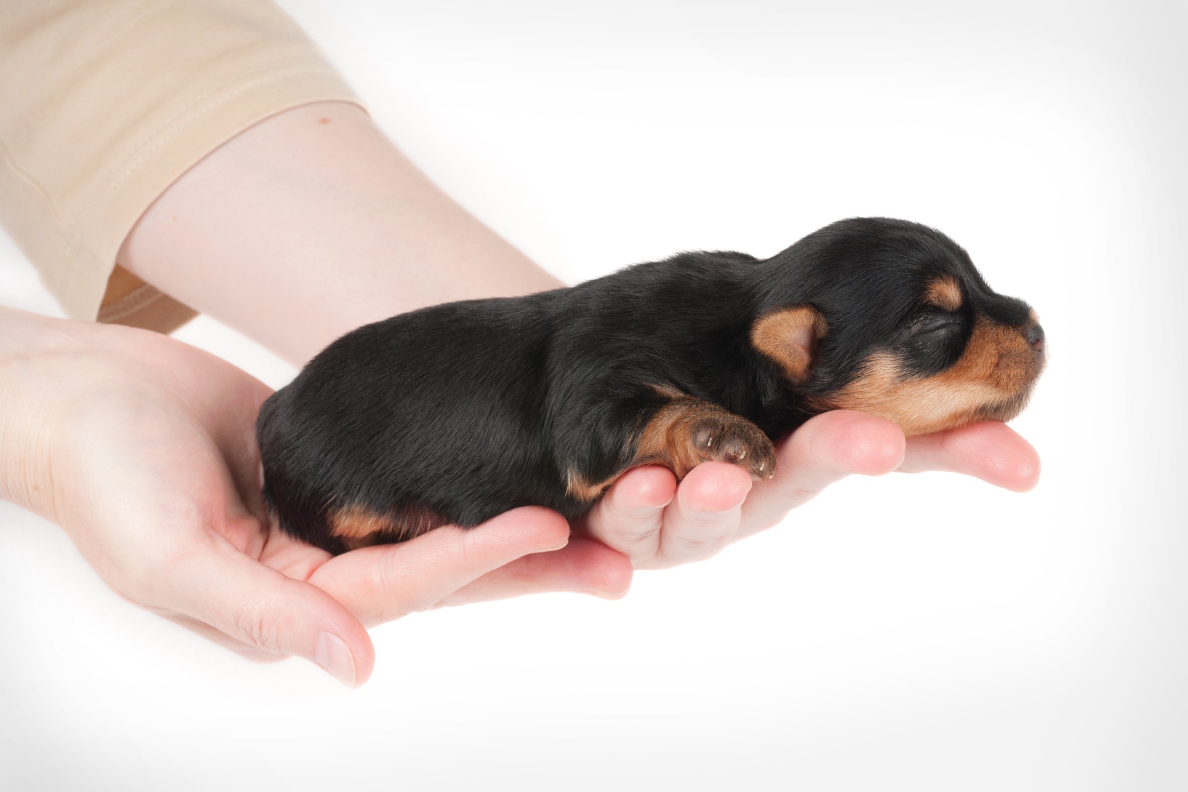 yorkshire terrier kölyök