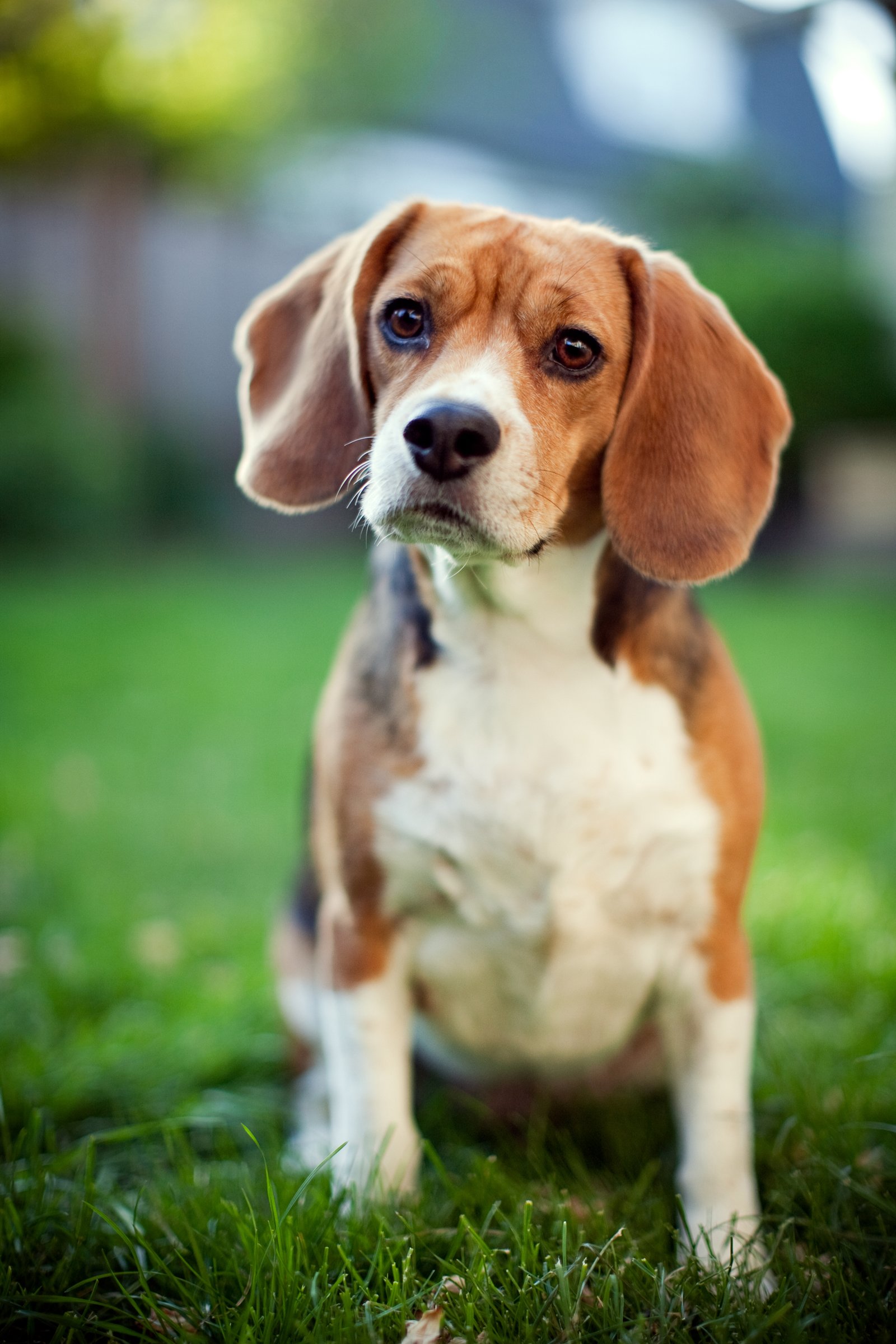 beagle parkban