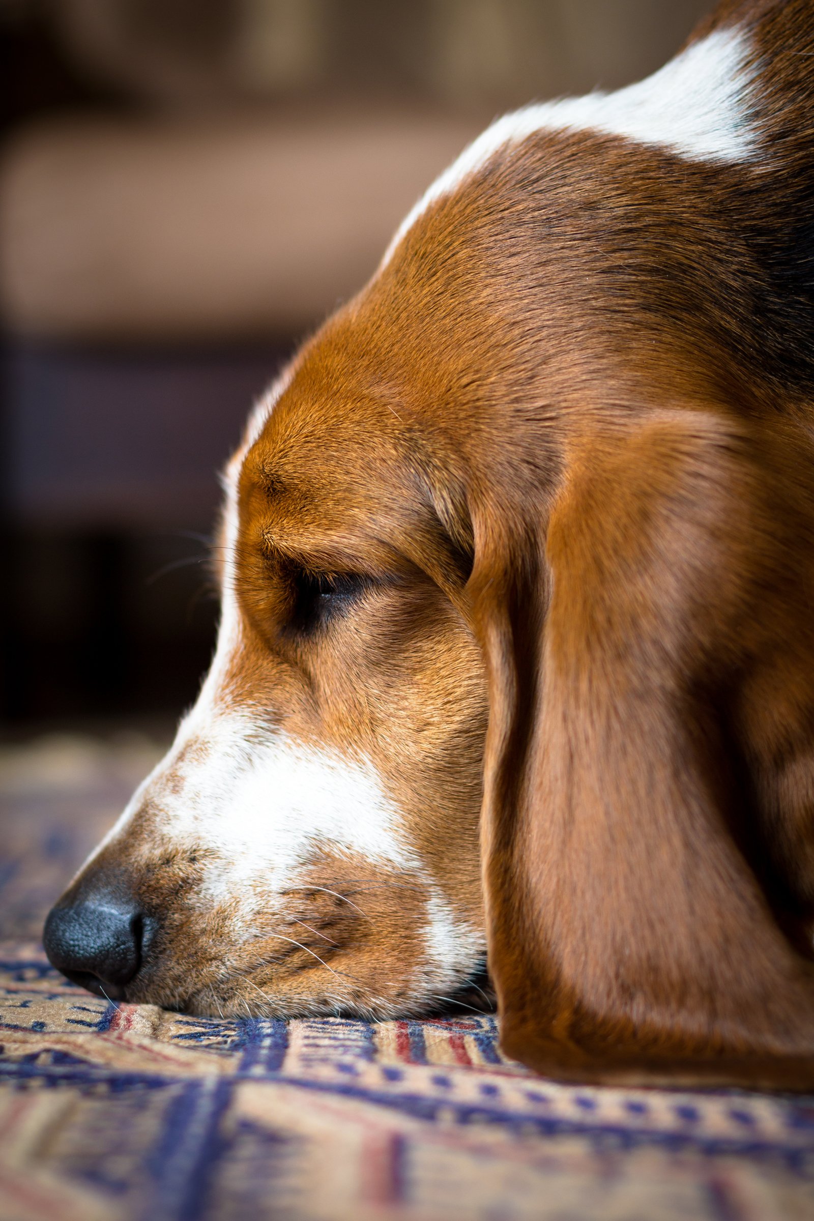 alvó basset hound