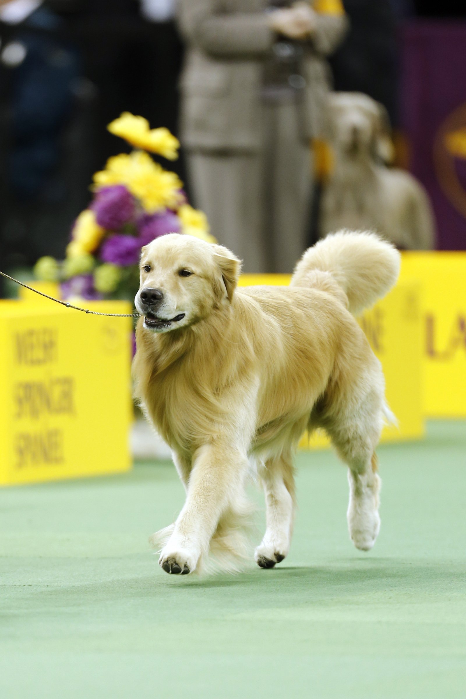 golden retriever kiállítás