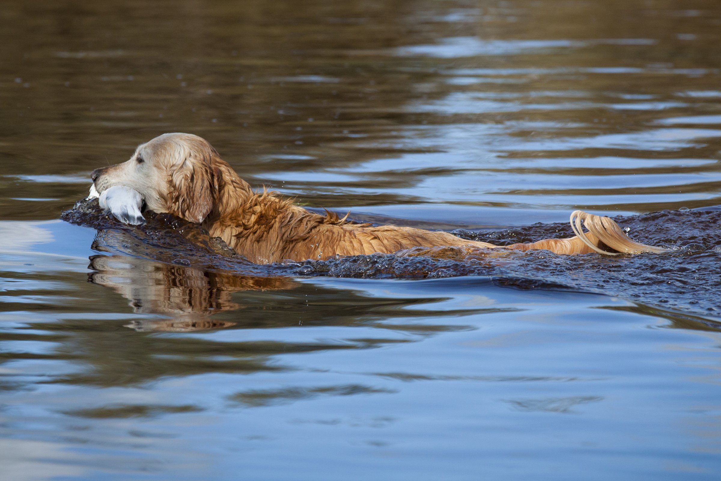 golden retriever vadász
