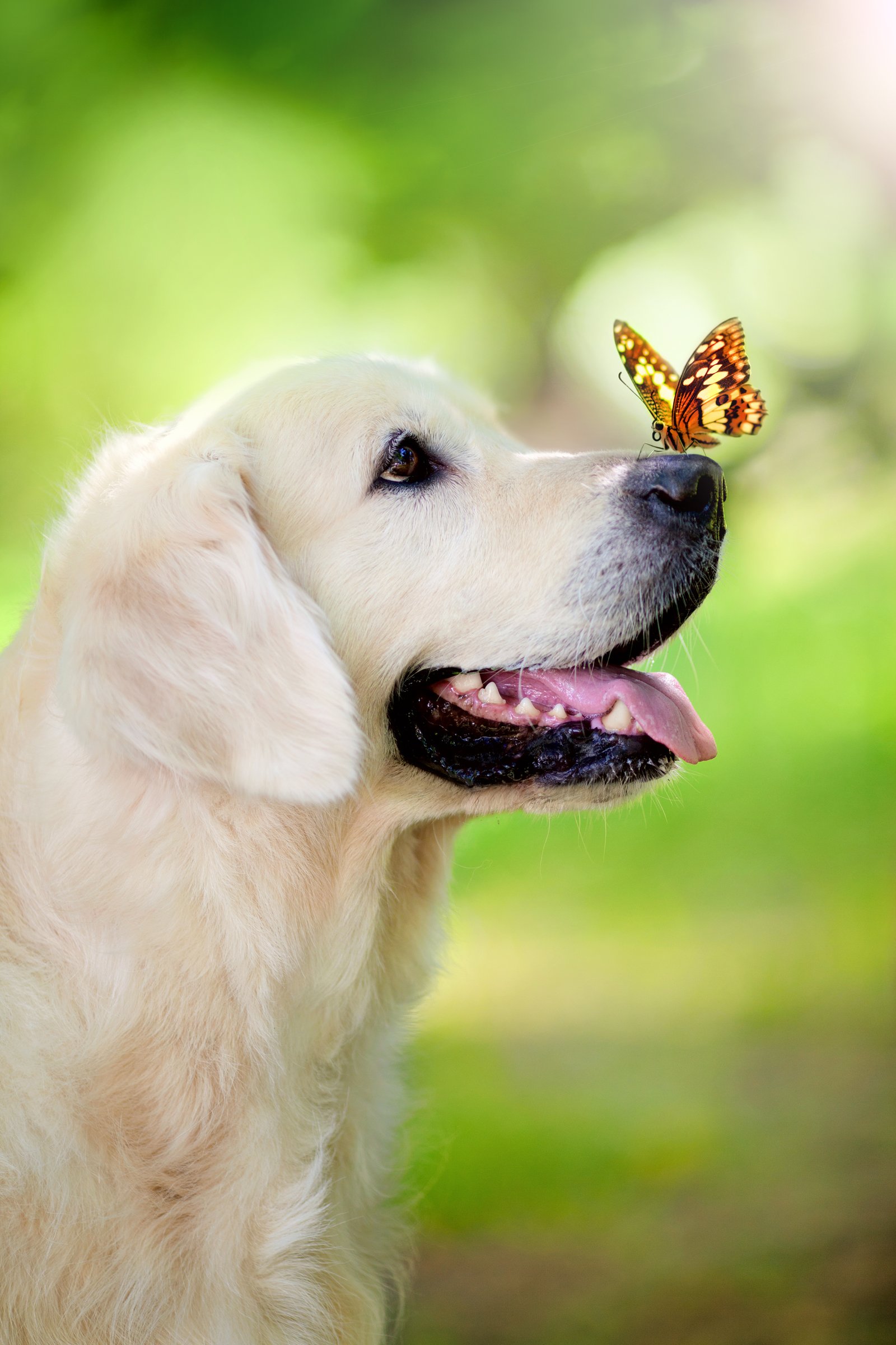 Golden retriever és lepke