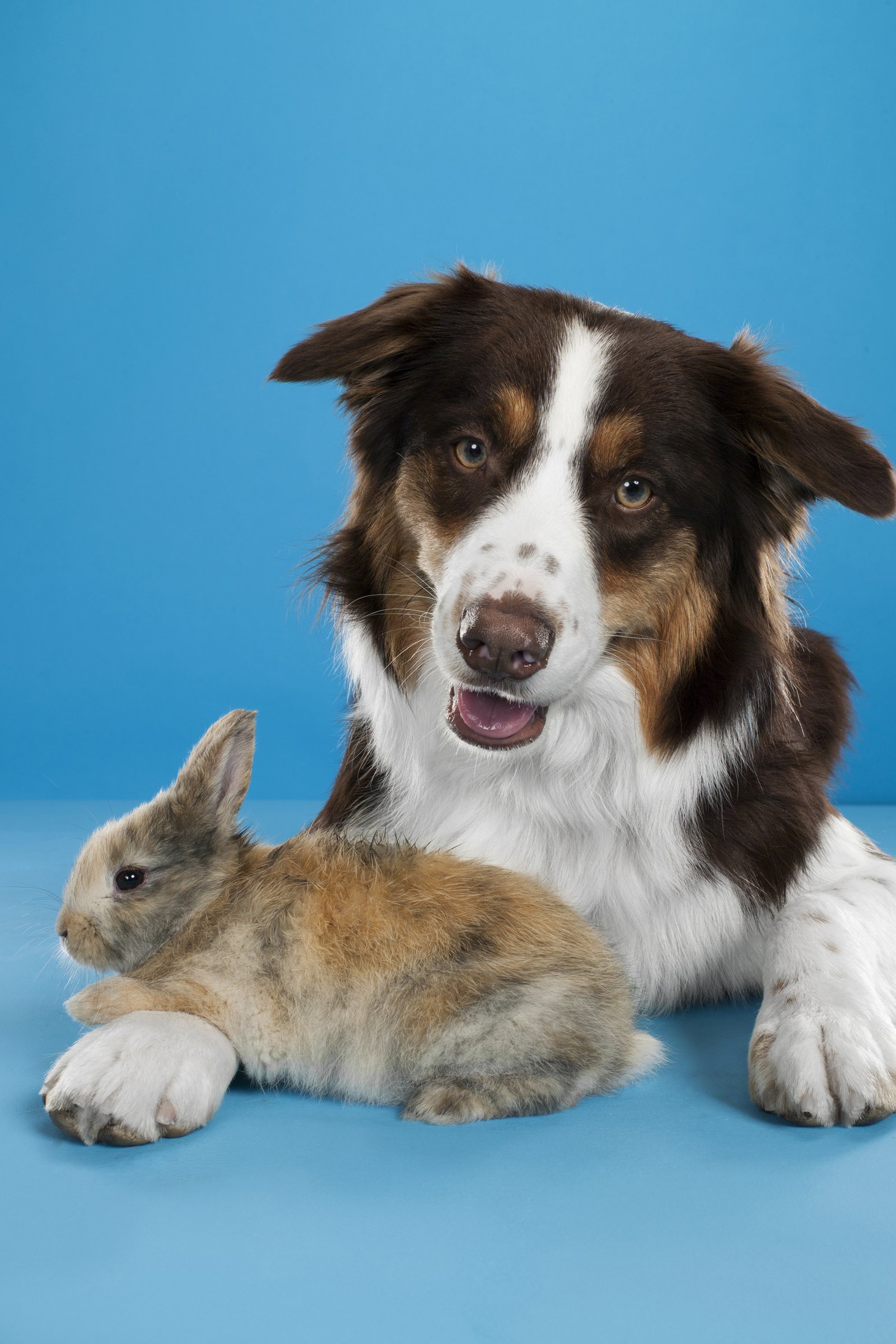 Border Collie és nyuszi