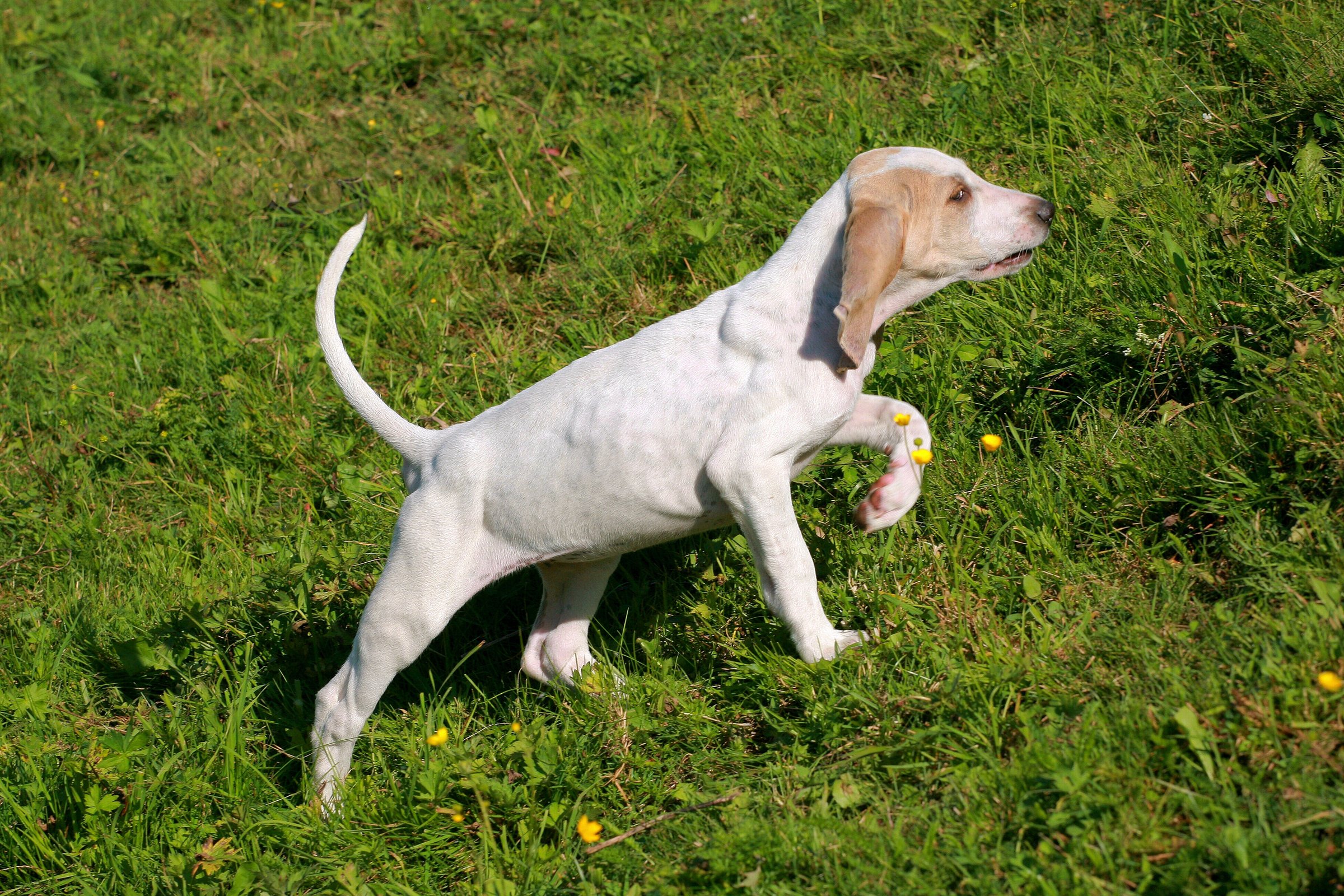 porcelánkopó kölyök