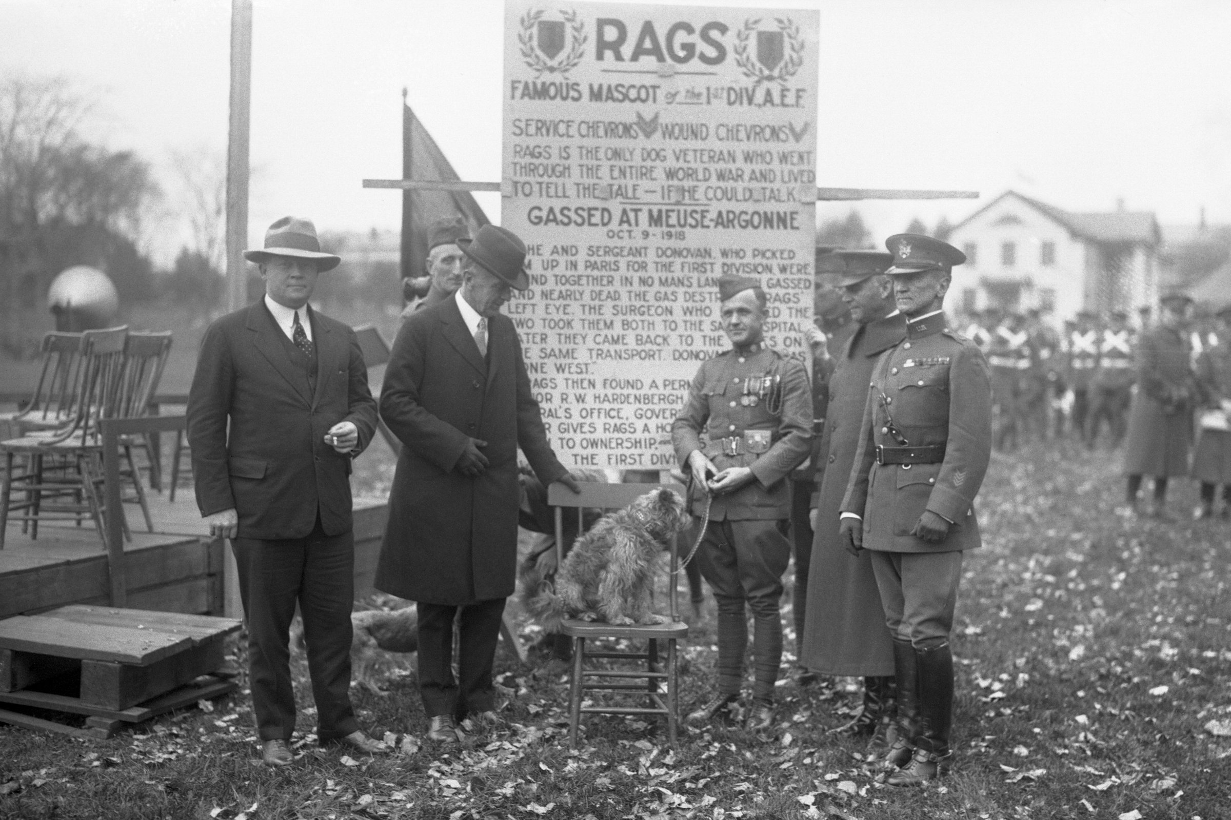 Rags háborús kutya