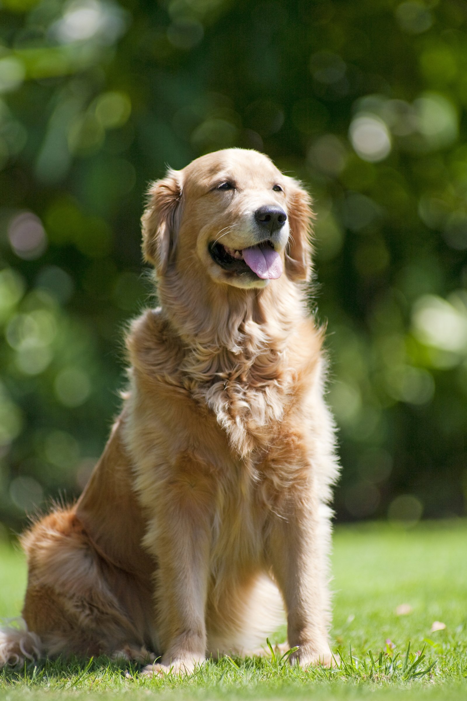 golden retriever ül