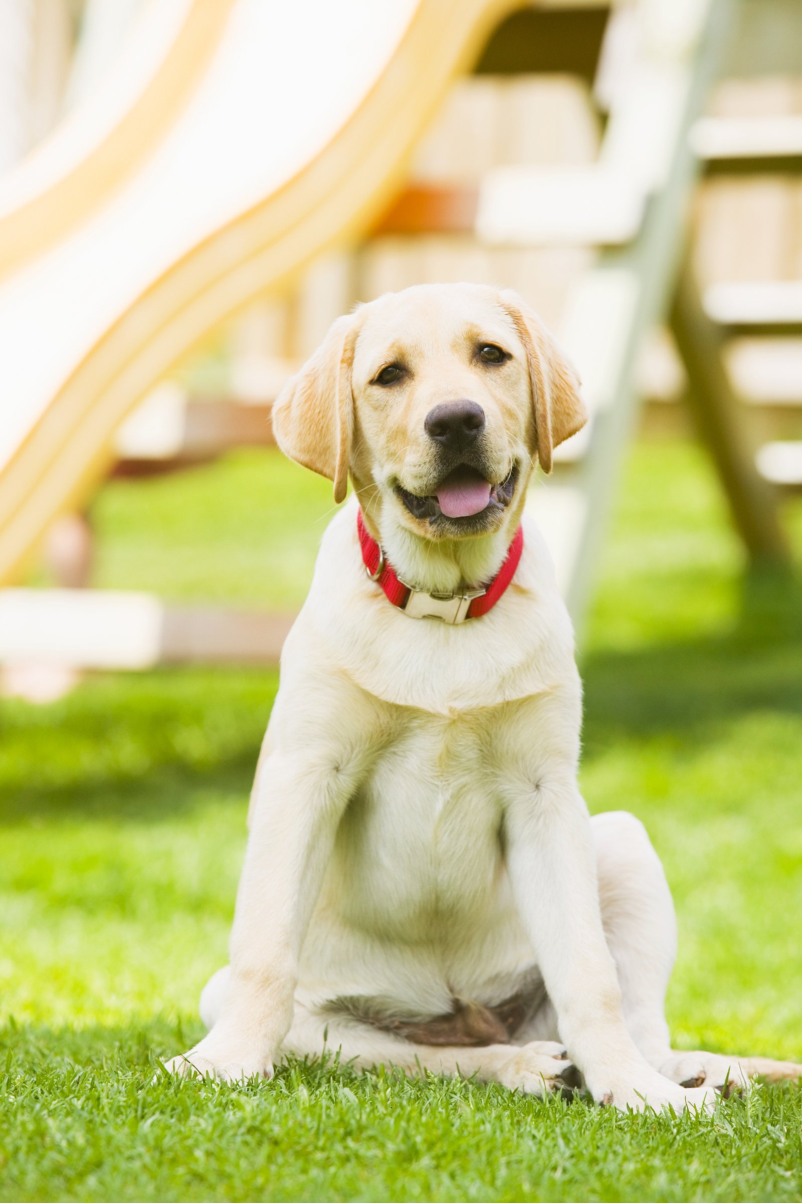 labrador retriever