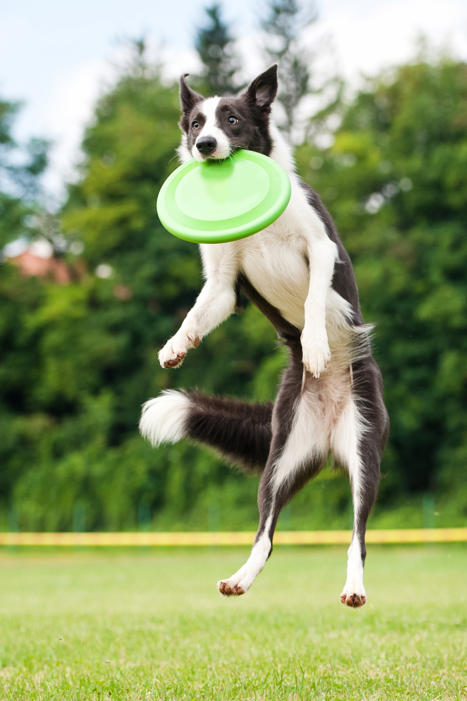 border collie frizbi
