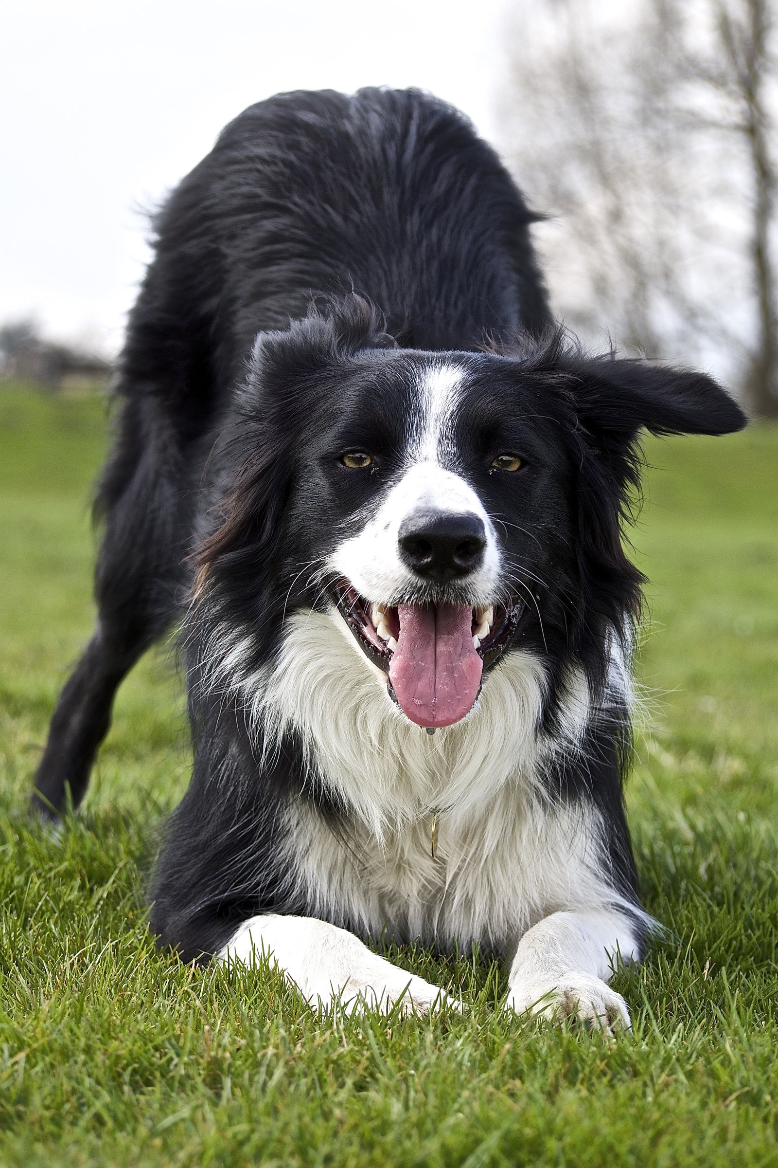 játékos border collie
