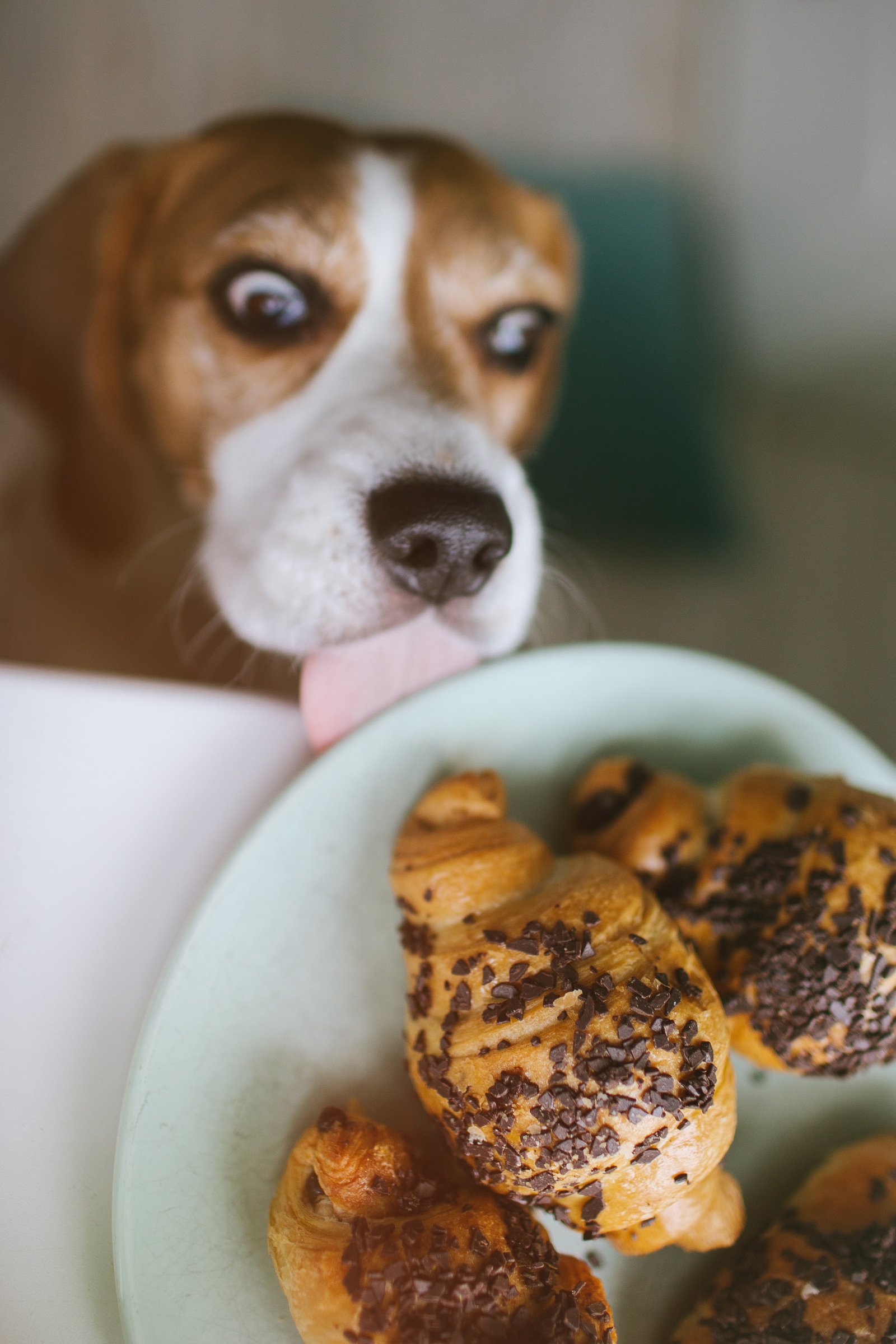 beagle csokis croissant-nal édesség
