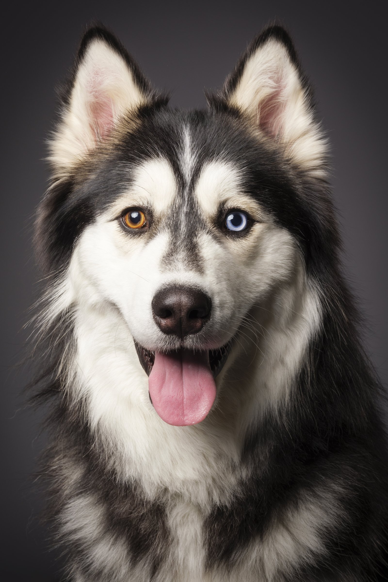 husky portré