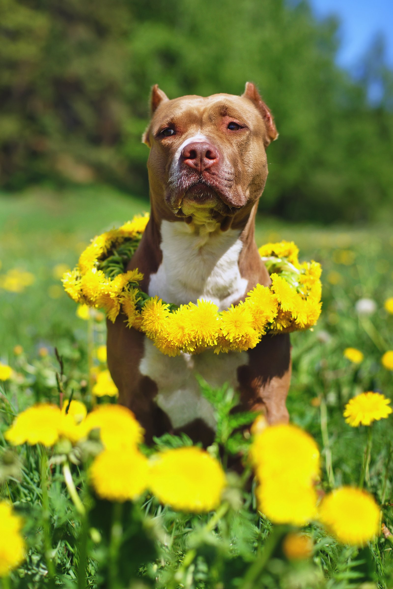 pitbull virágokkal