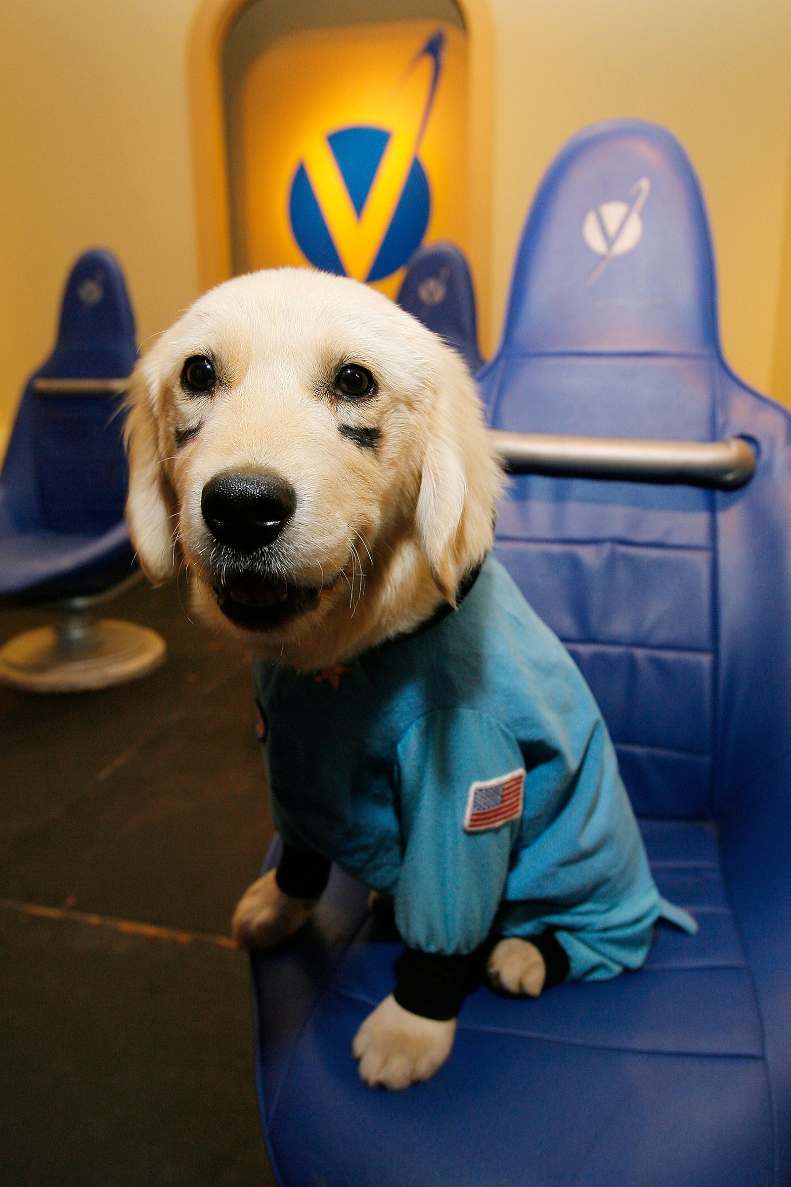 golden retriever space buddies