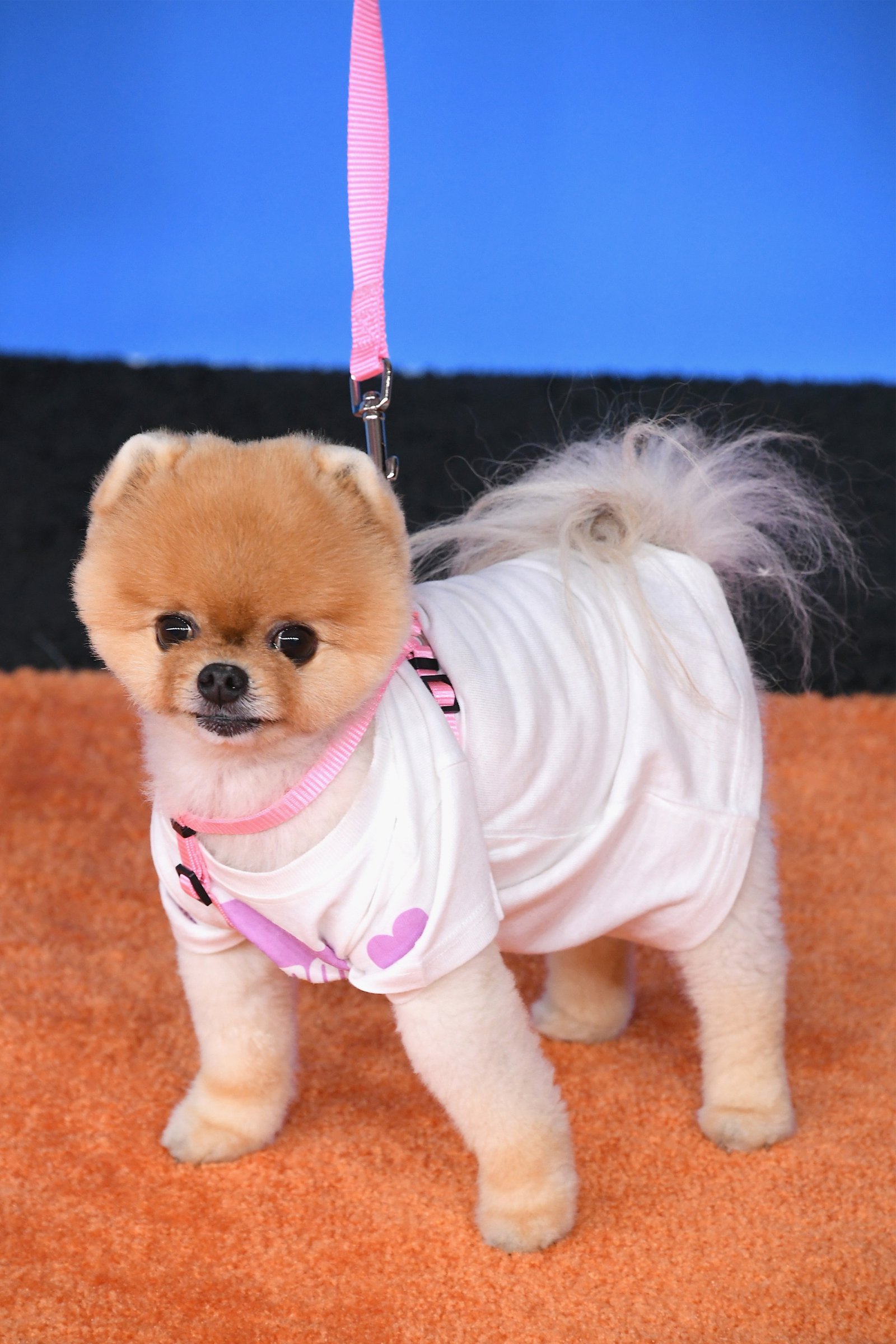 Jiffpom