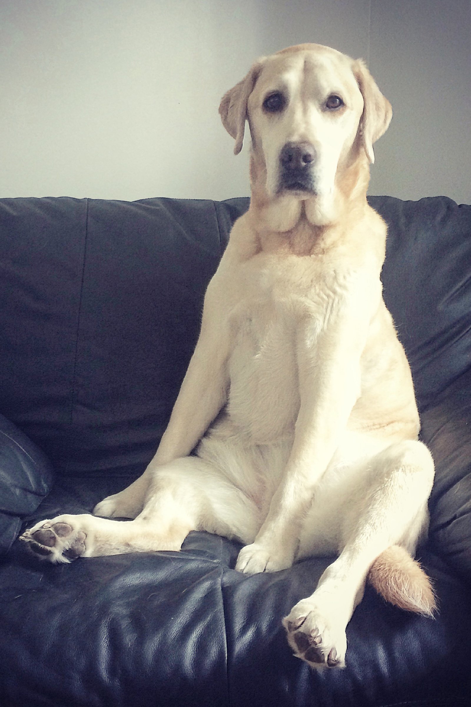 labrador a kanapén