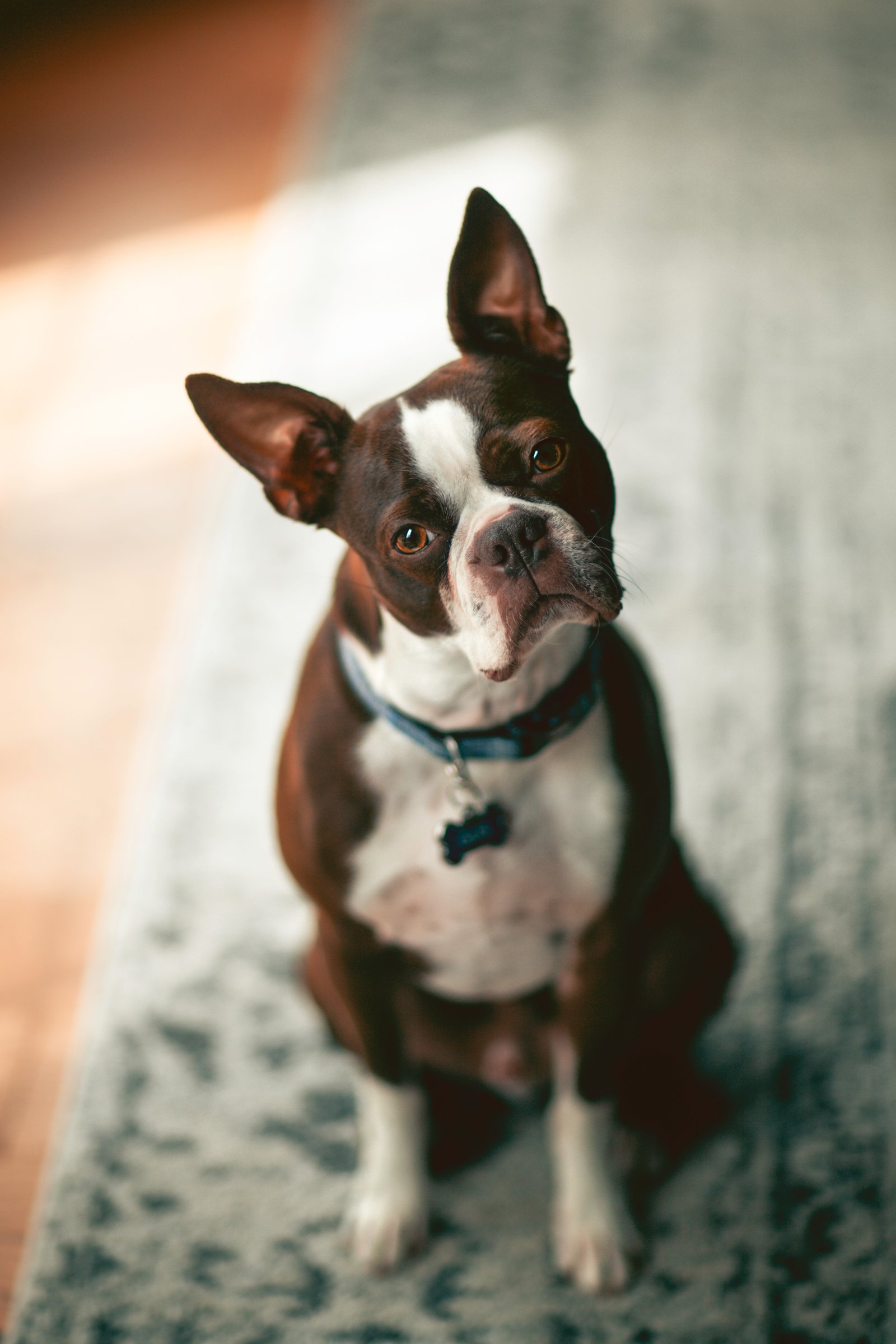 Boston terrier fejdöntés