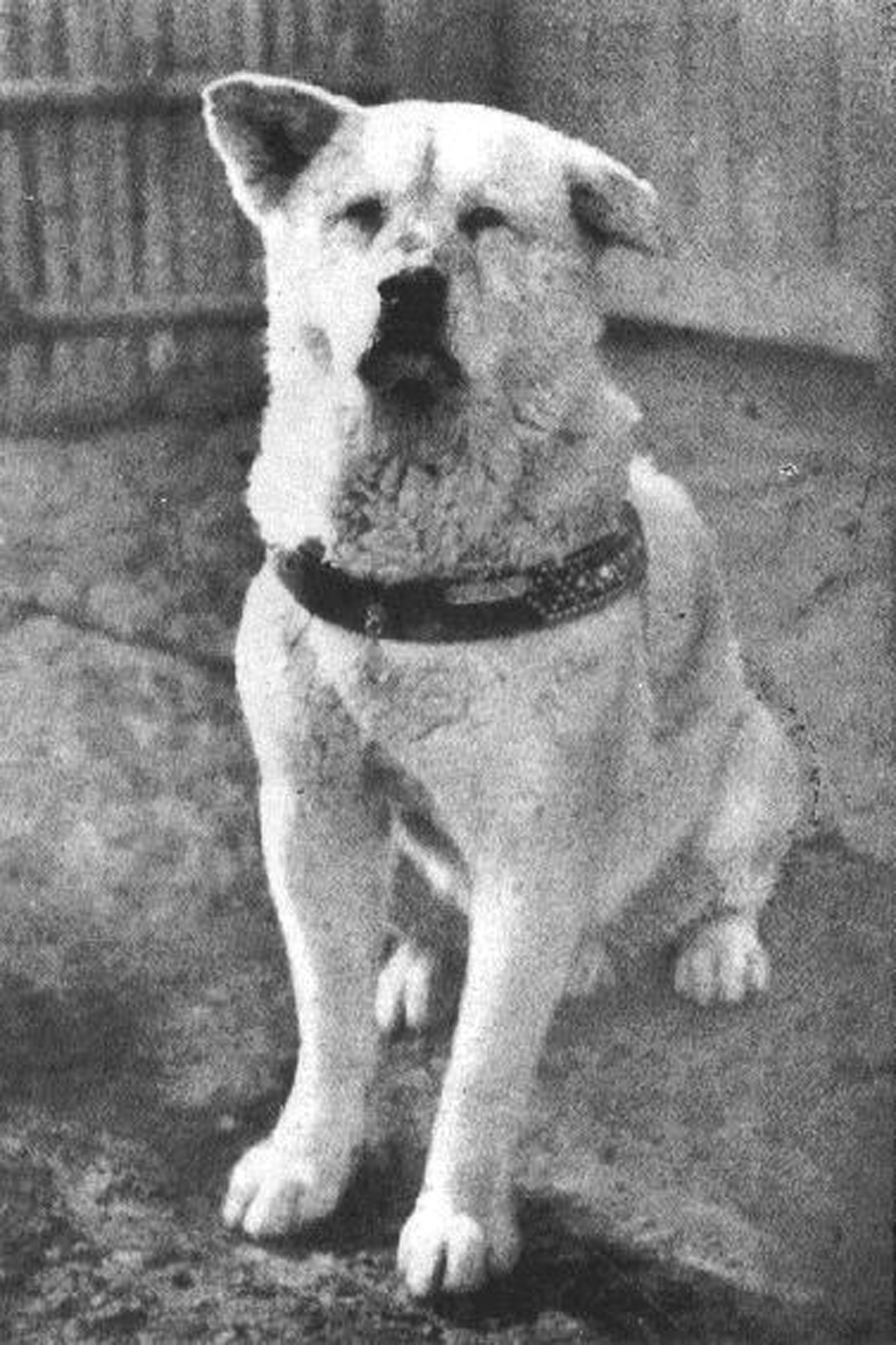 Hachiko