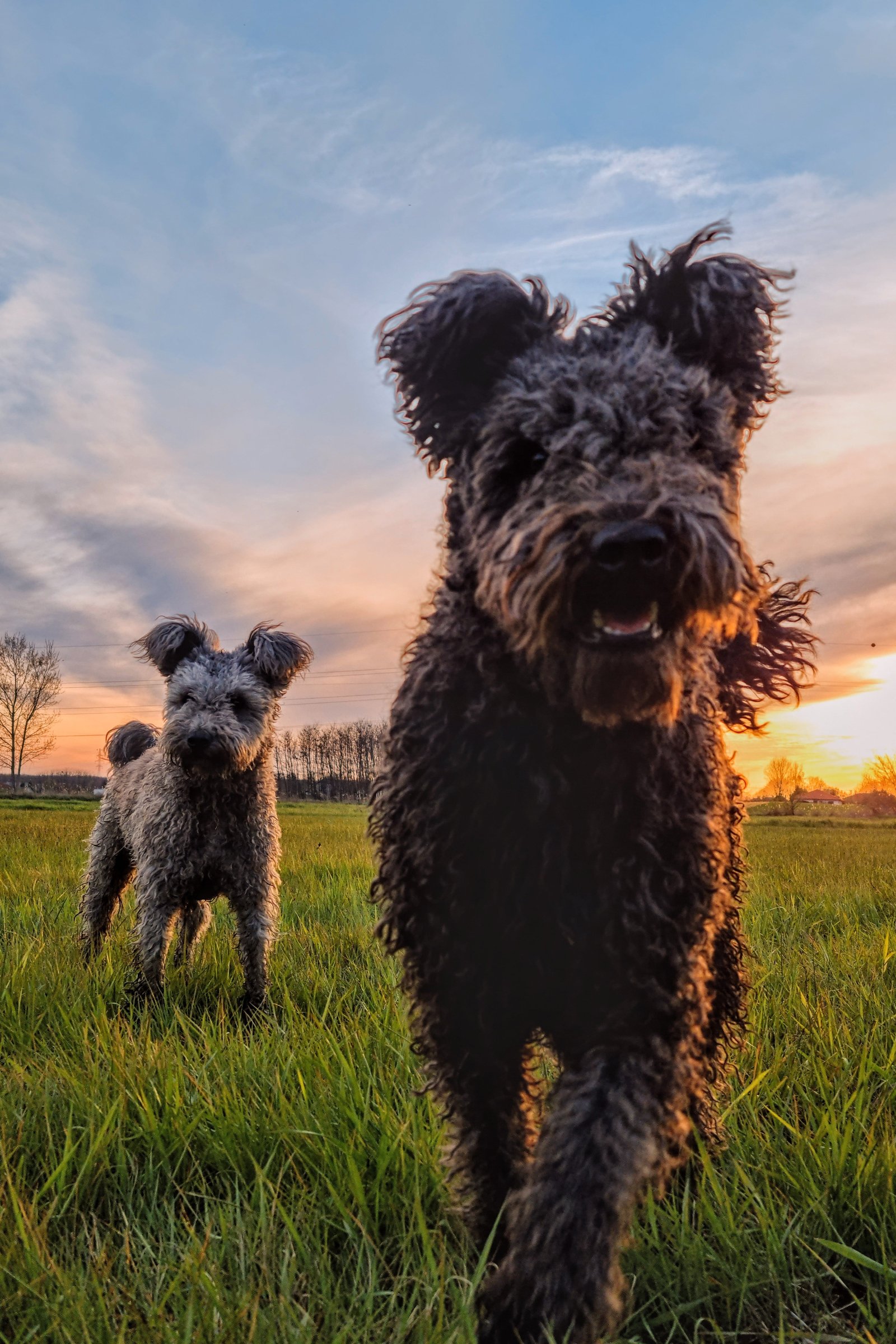 pumi kennel