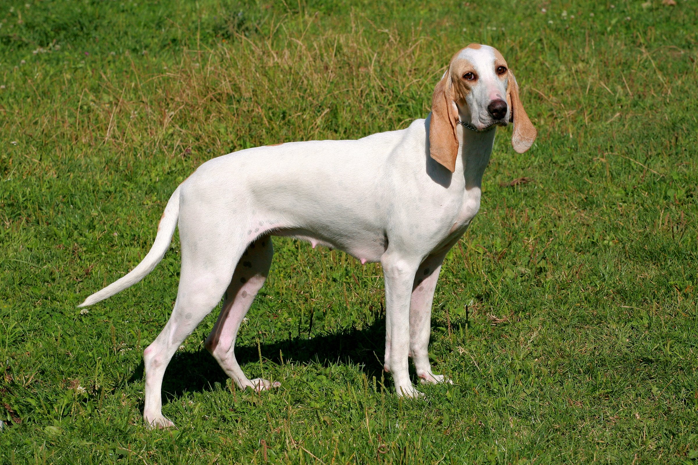 porcelánkopó