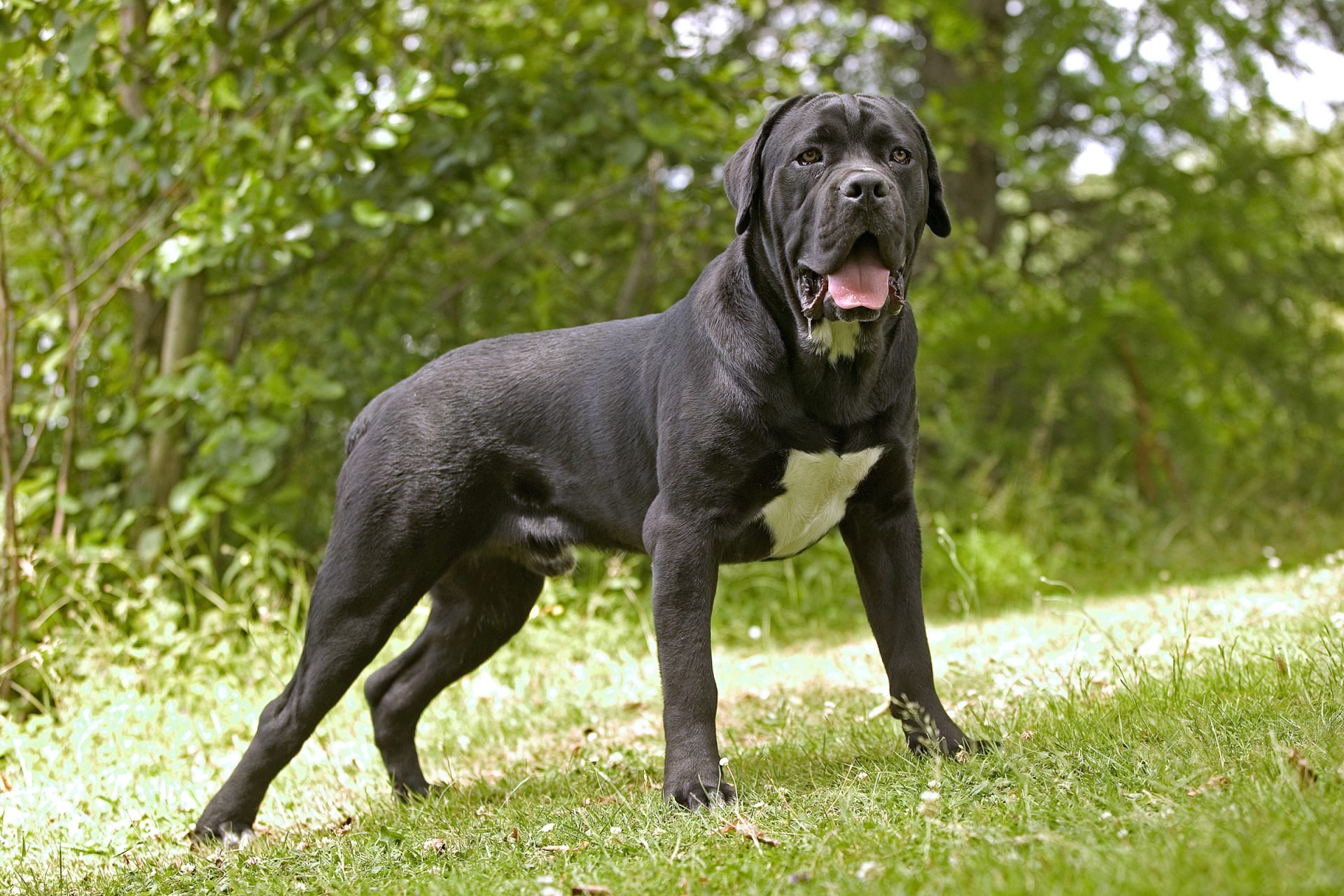 2020_09_cane-corso-kiemelt-scaled.jpg