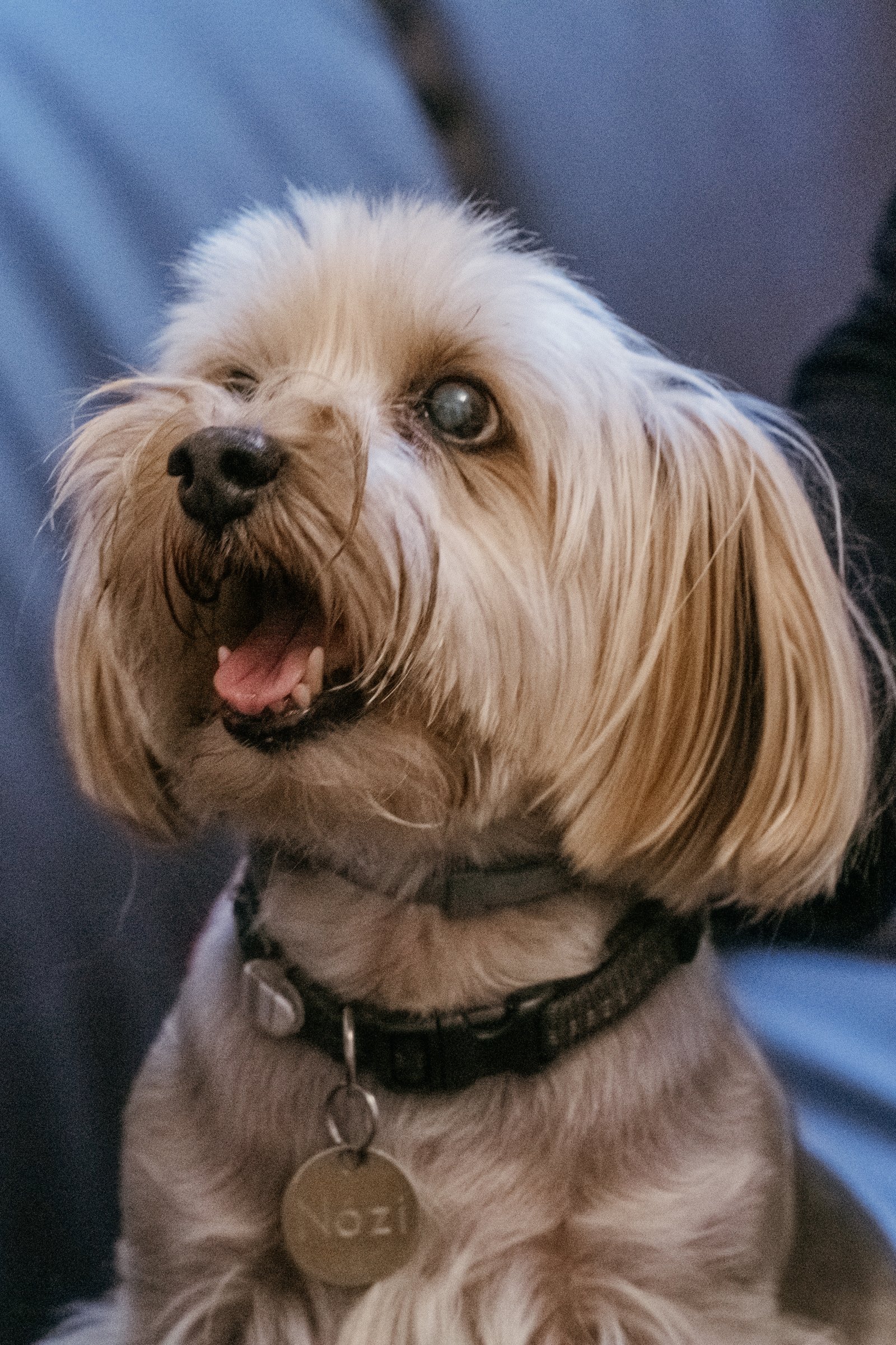 Józsi yorkie 4