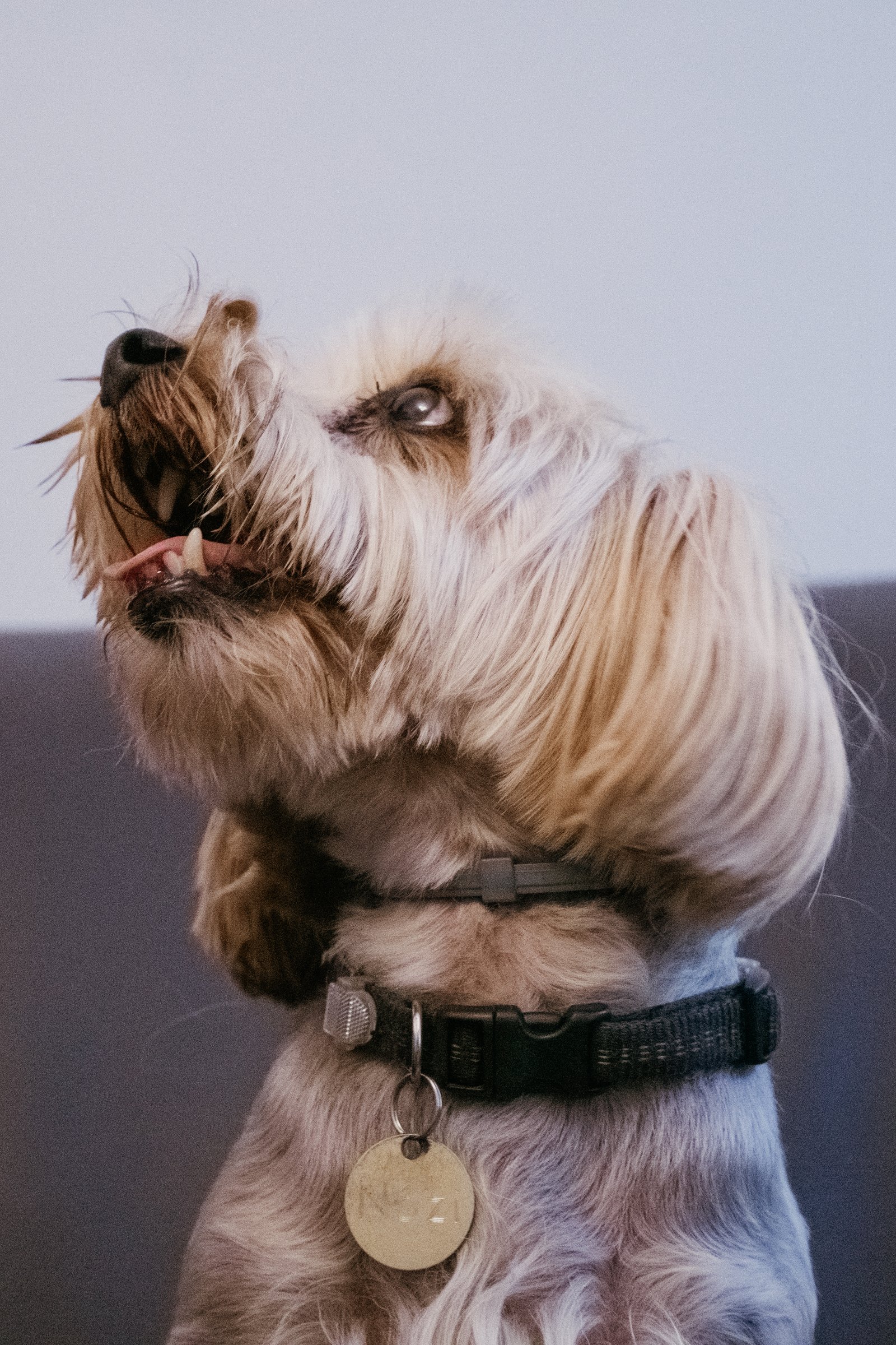 Józsi yorkie 3