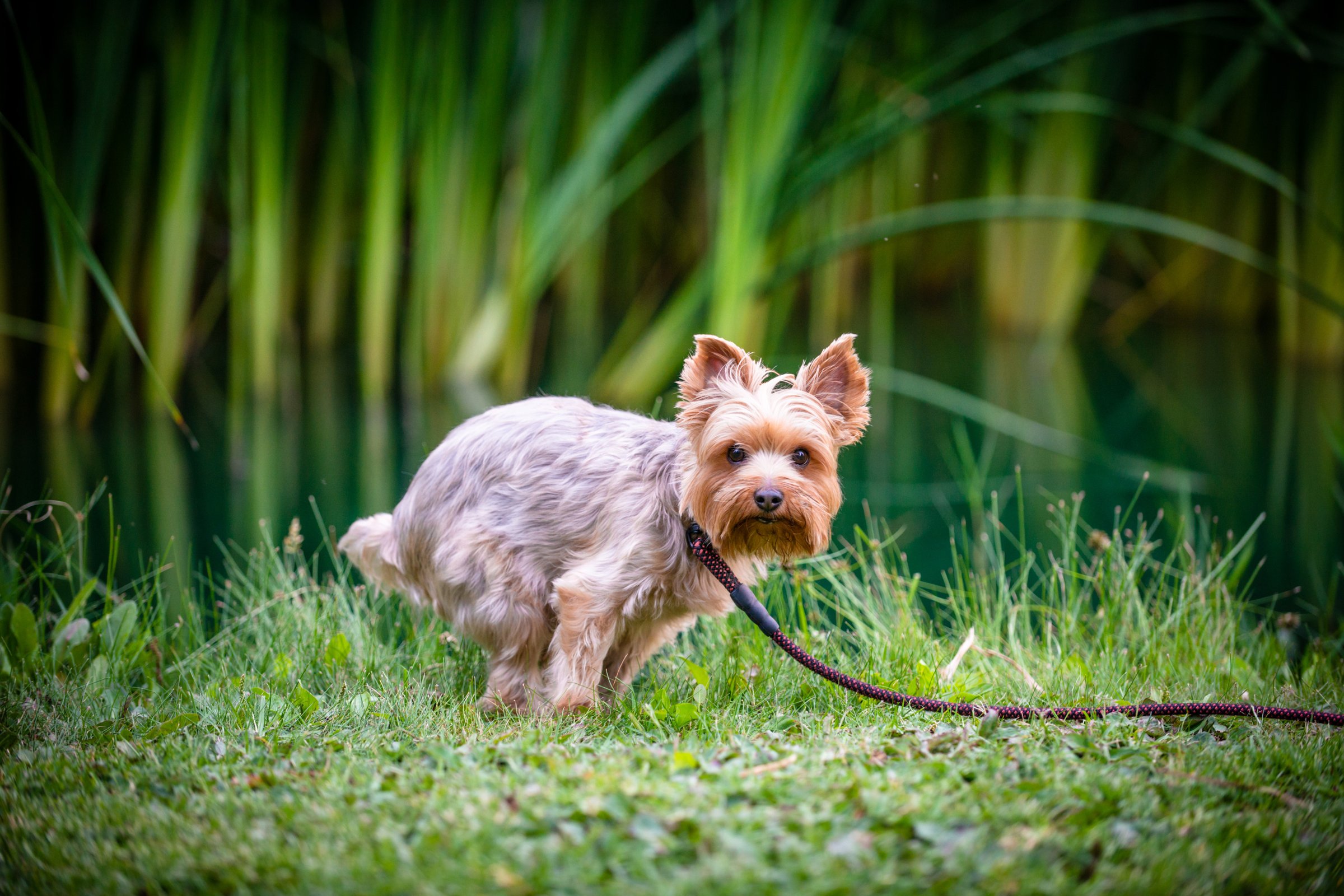 yorkie kakil