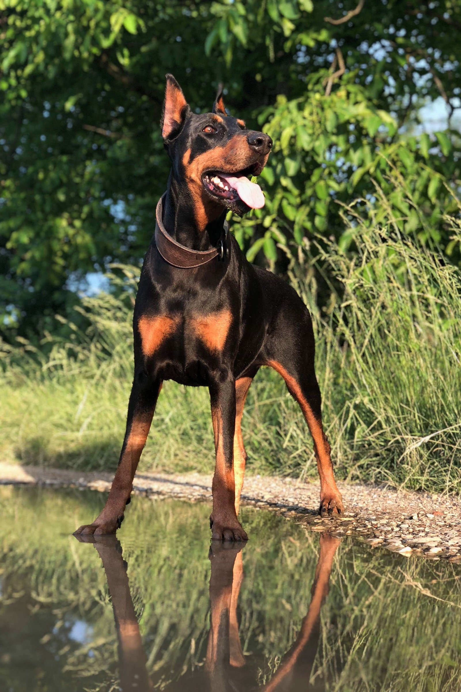 Dobernann vízben