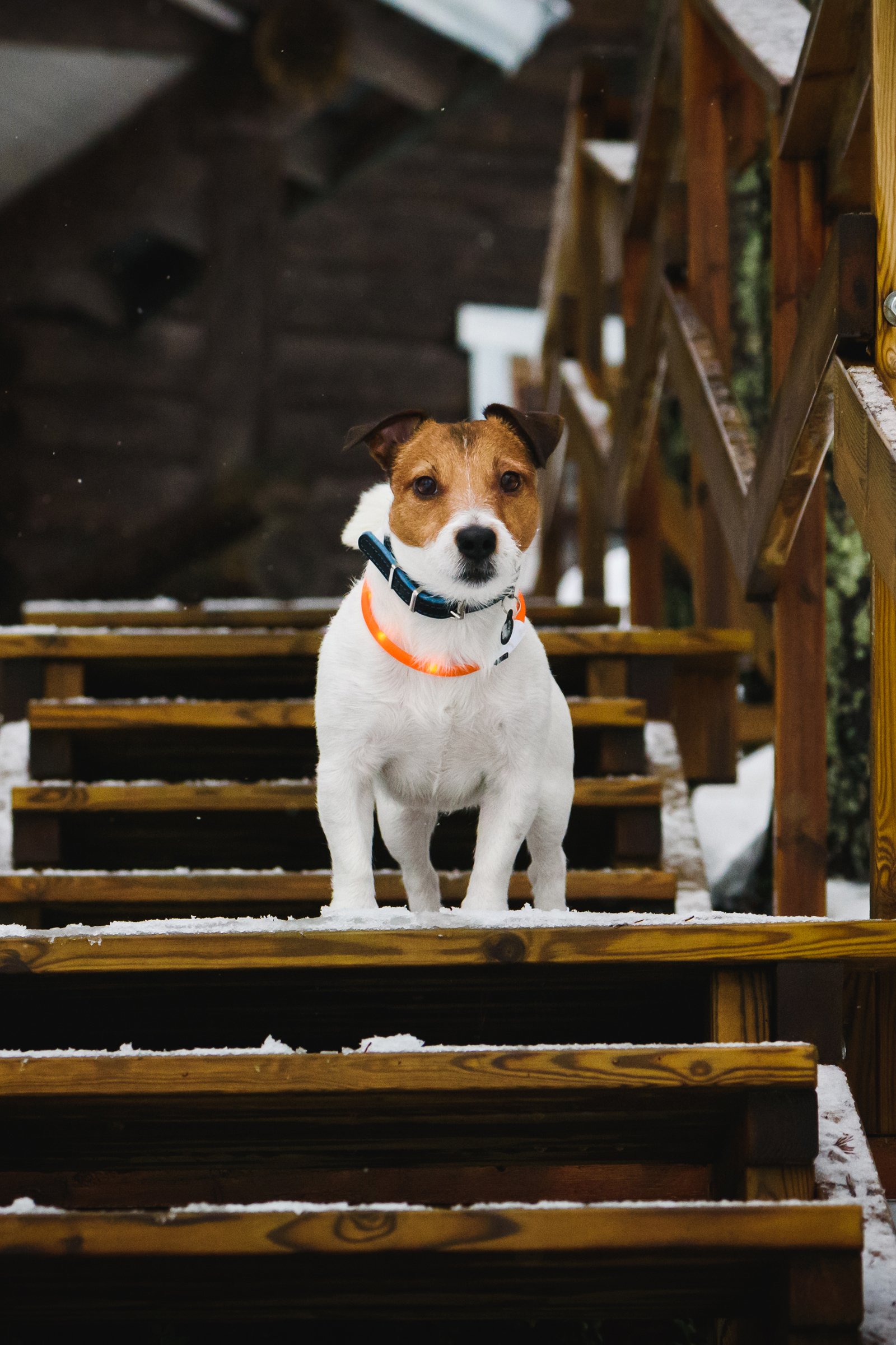 világító nyakörves jack russell terrier