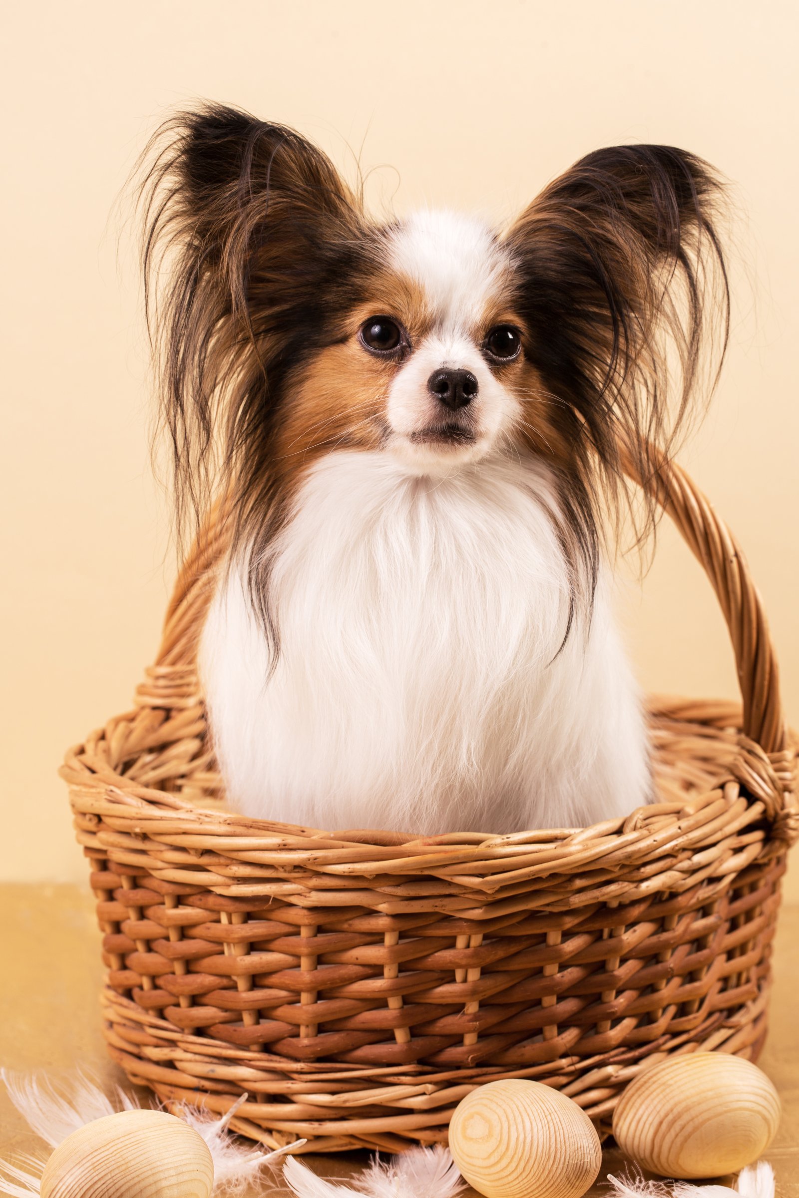 papillon