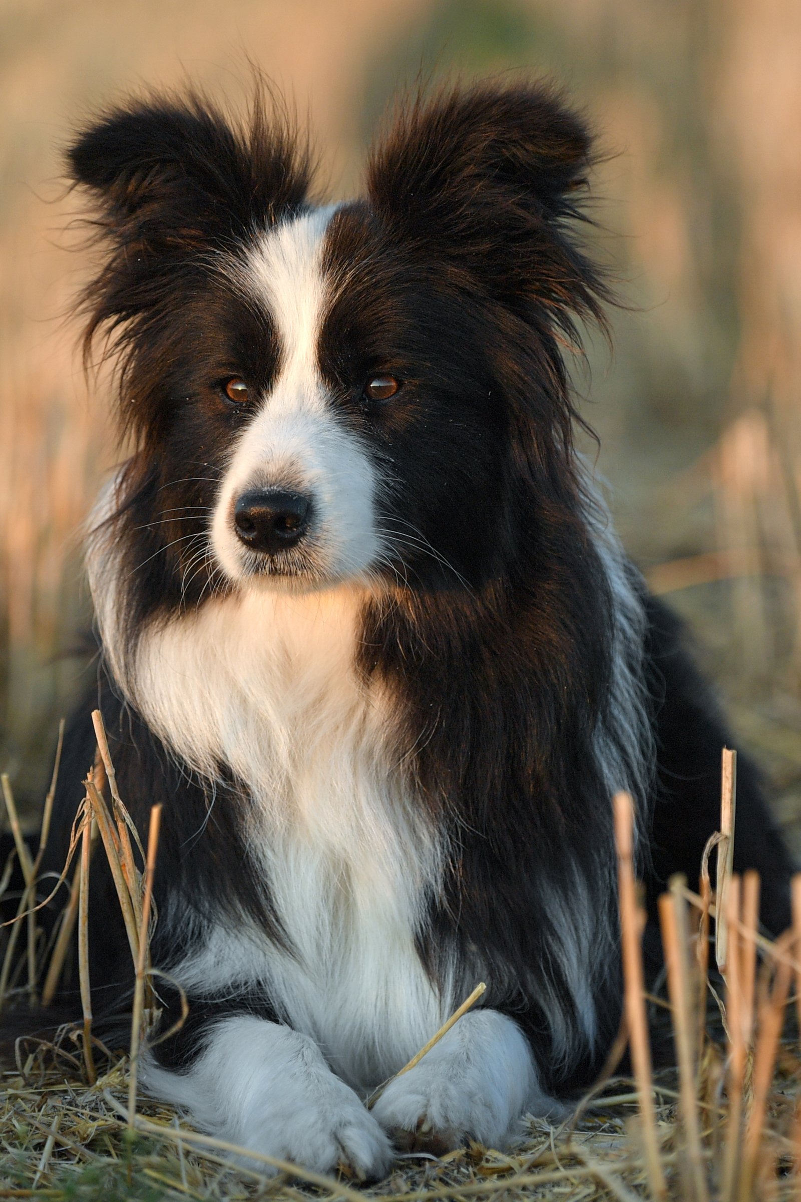 Border collie