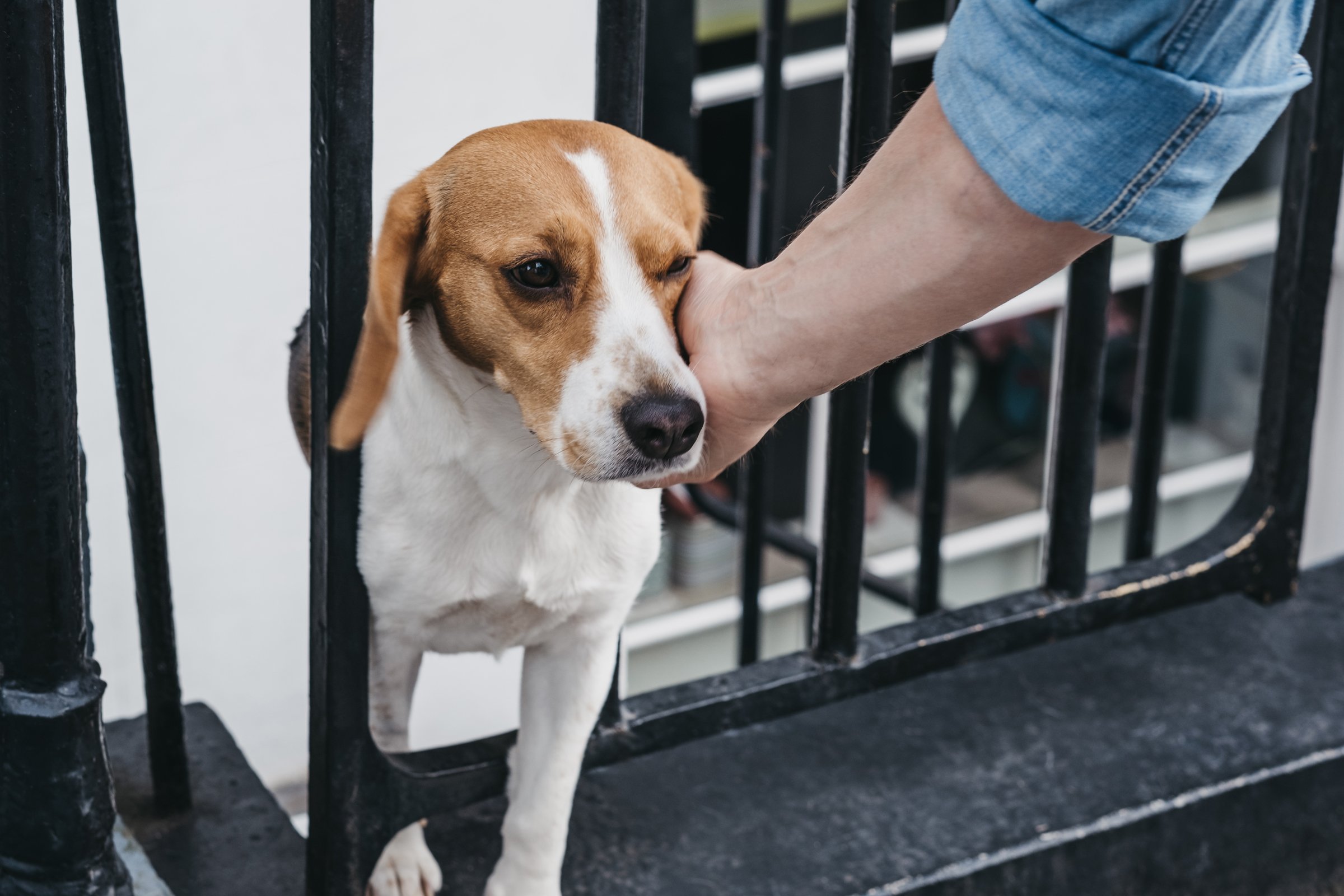 kerítés simogatás beagle