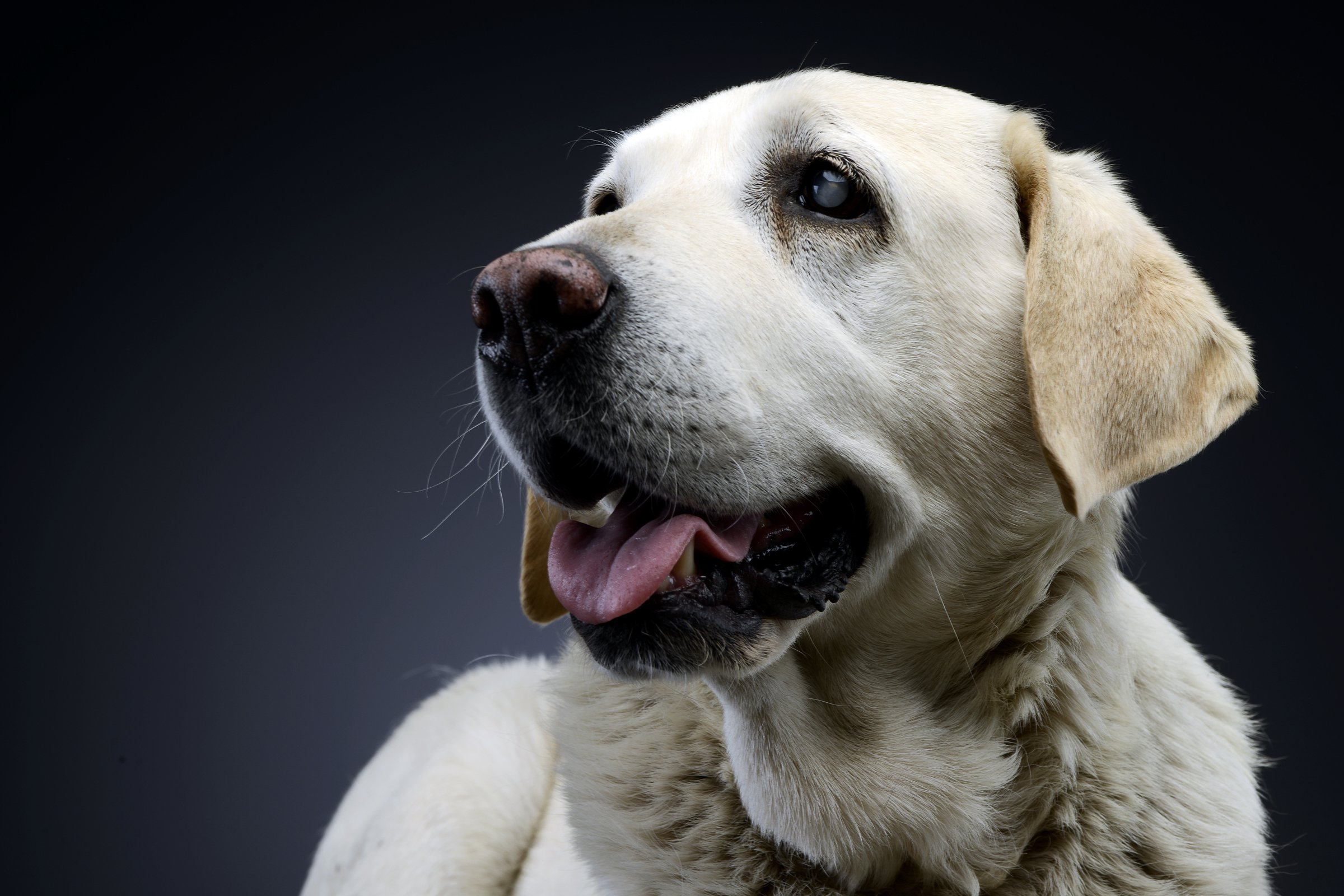vak labrador