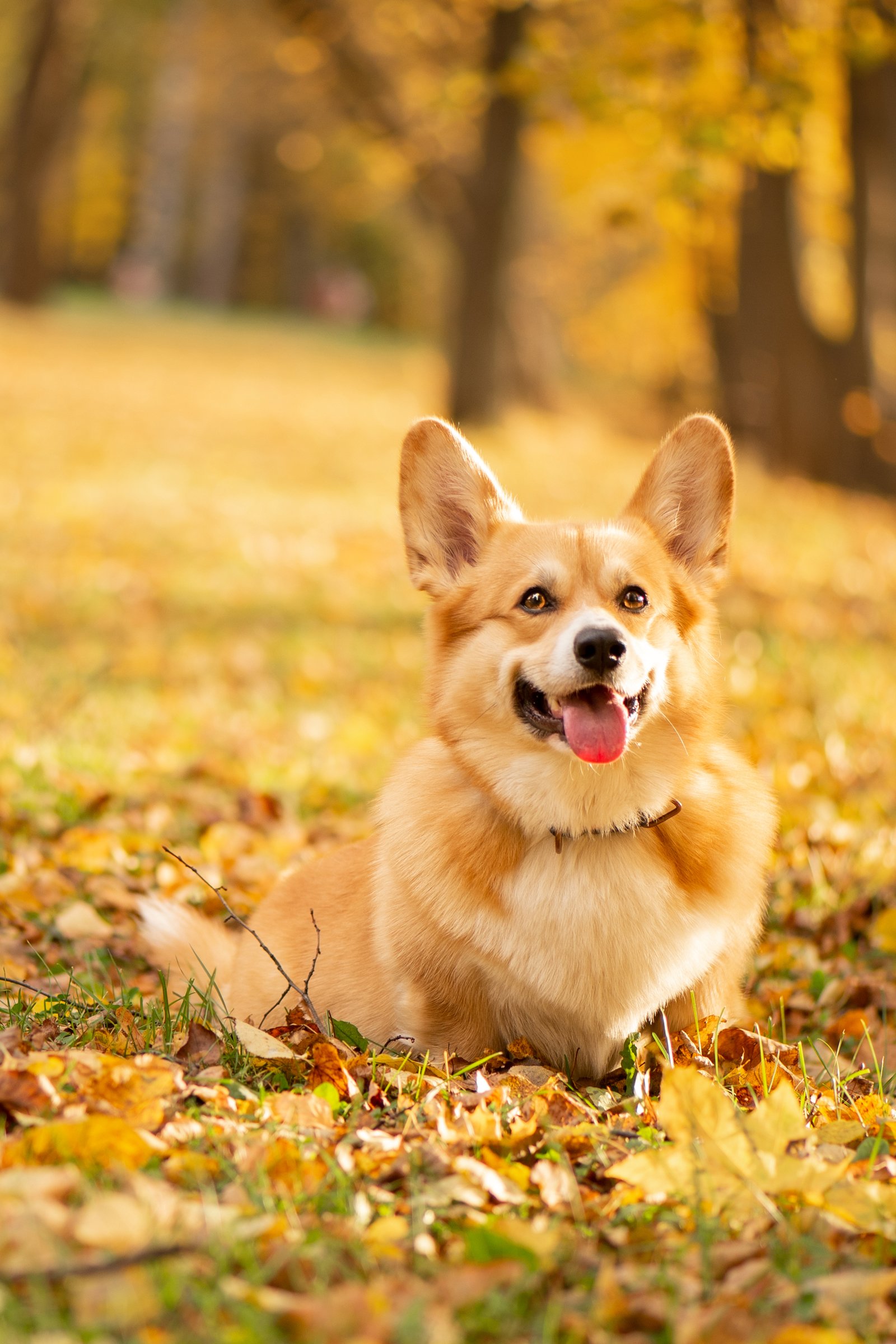corgi ősz