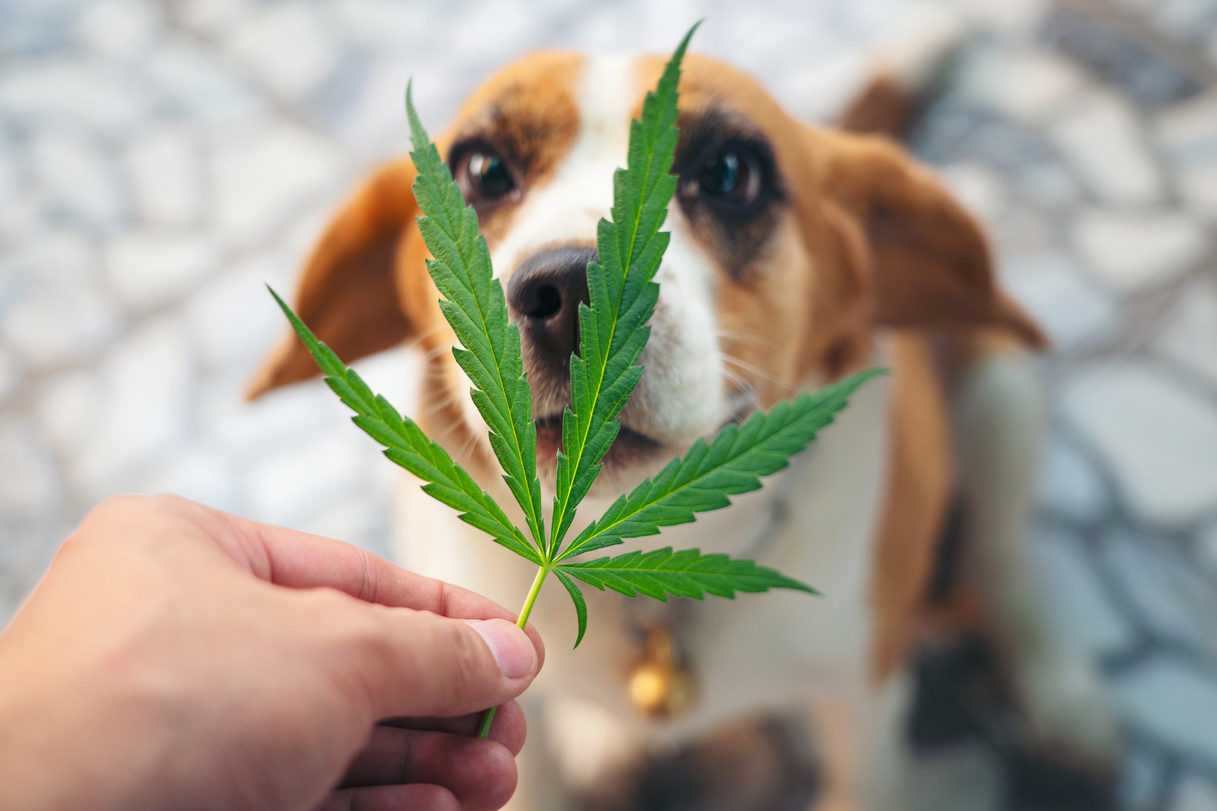 beagle kender