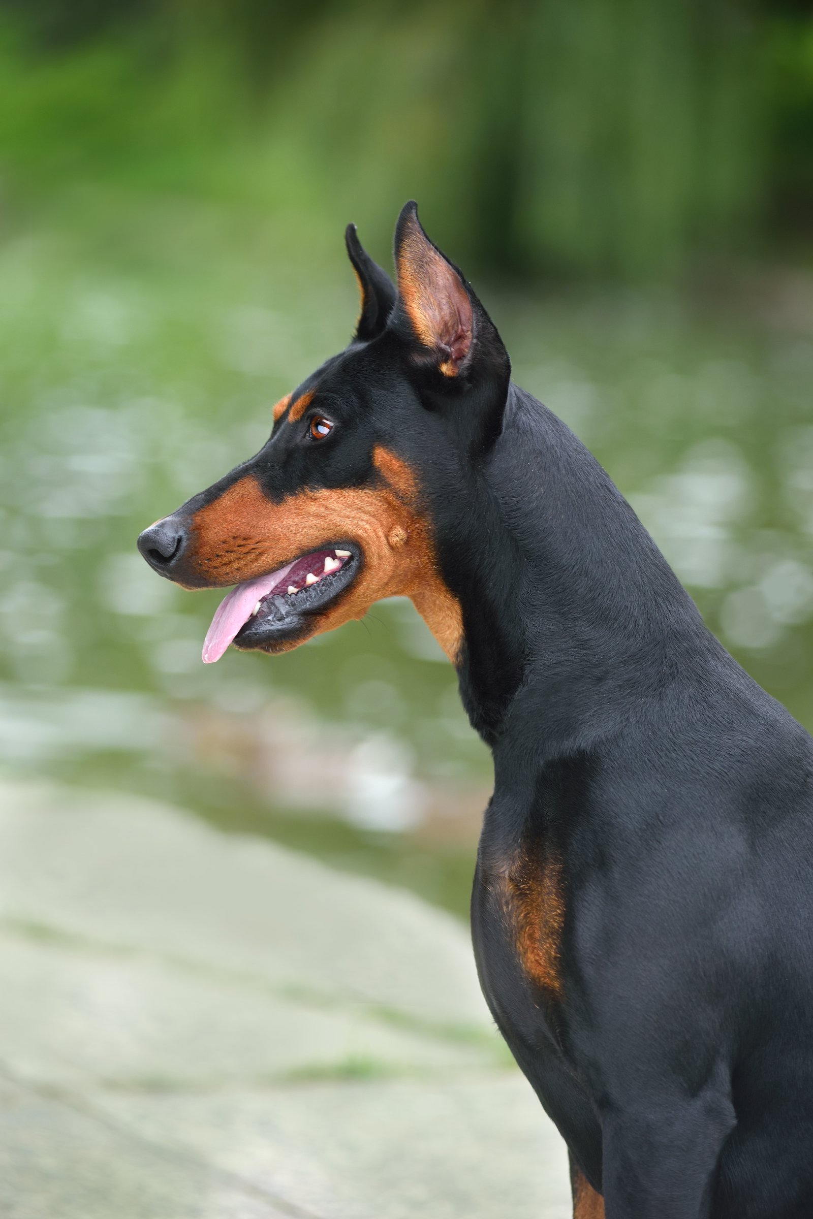dobermann profil