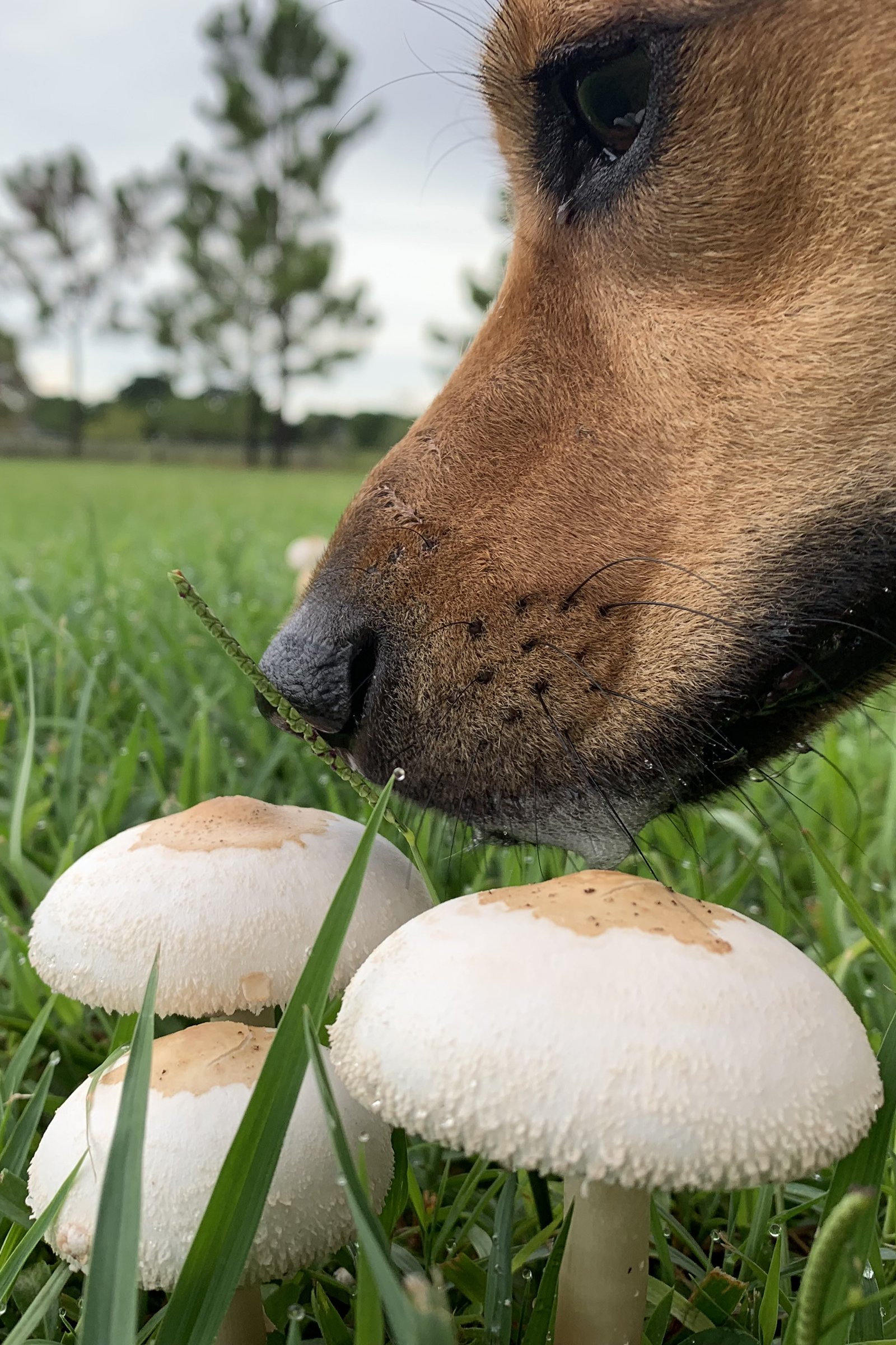 kutya gomba