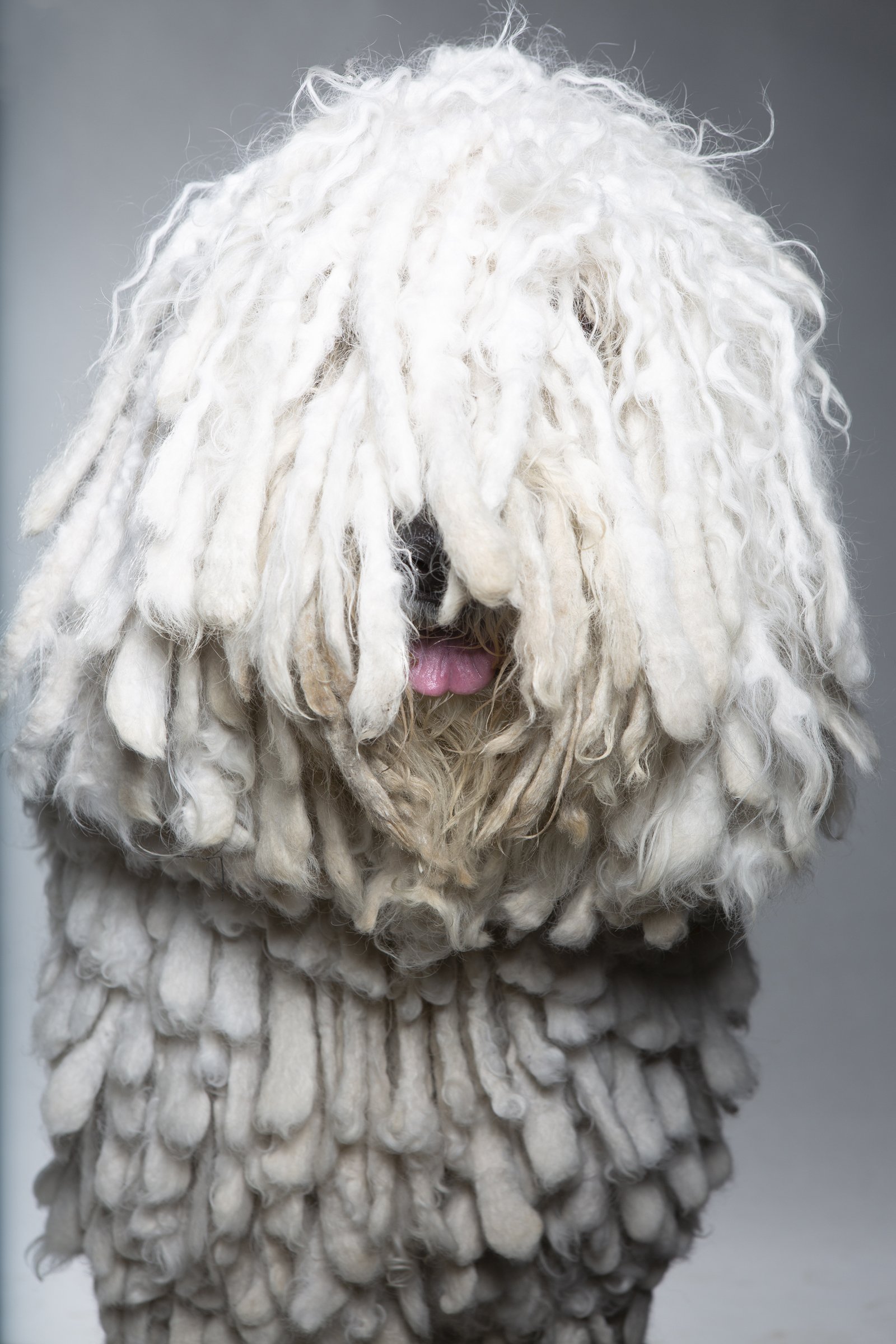 komondor portré