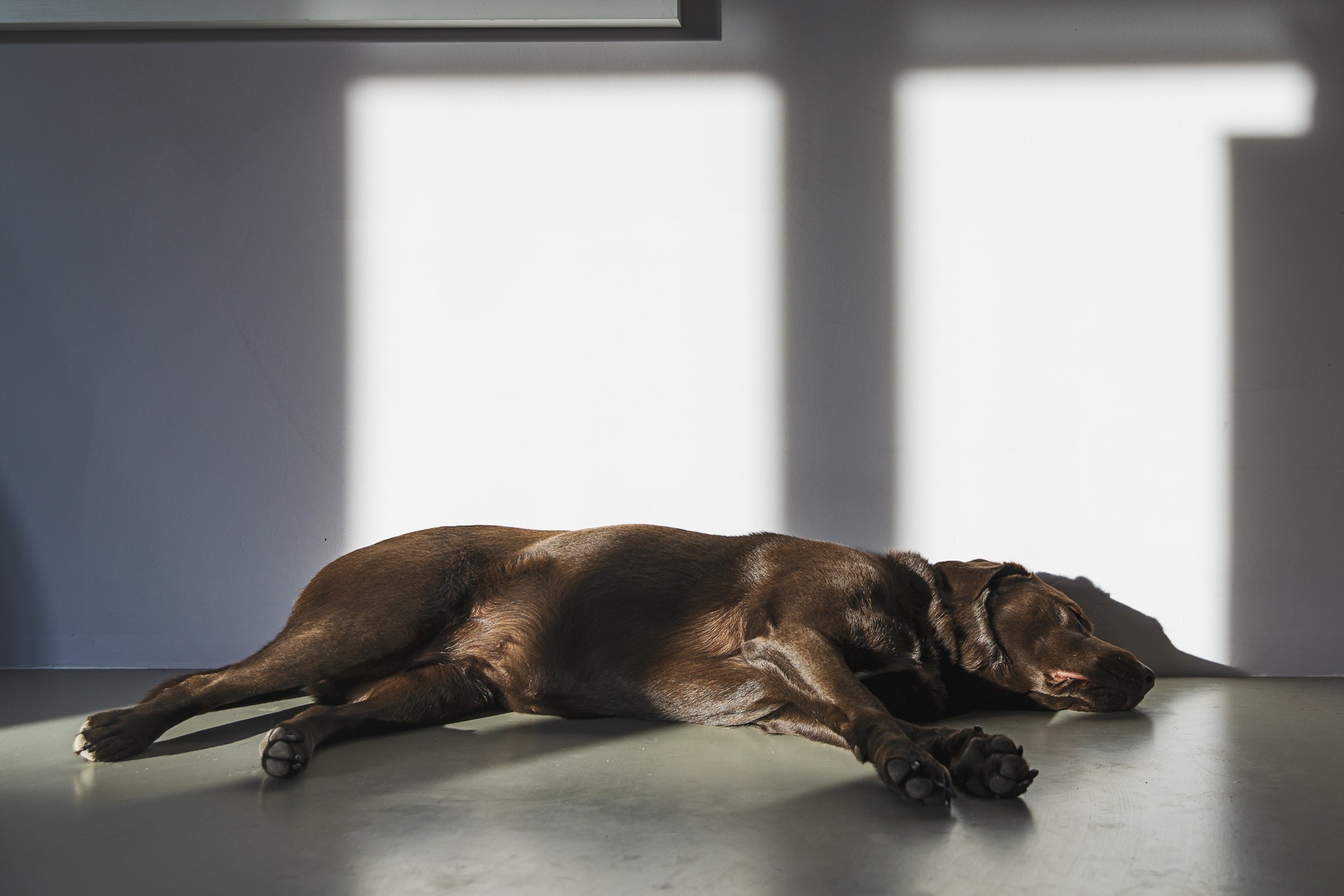 labrador fekszik beteg