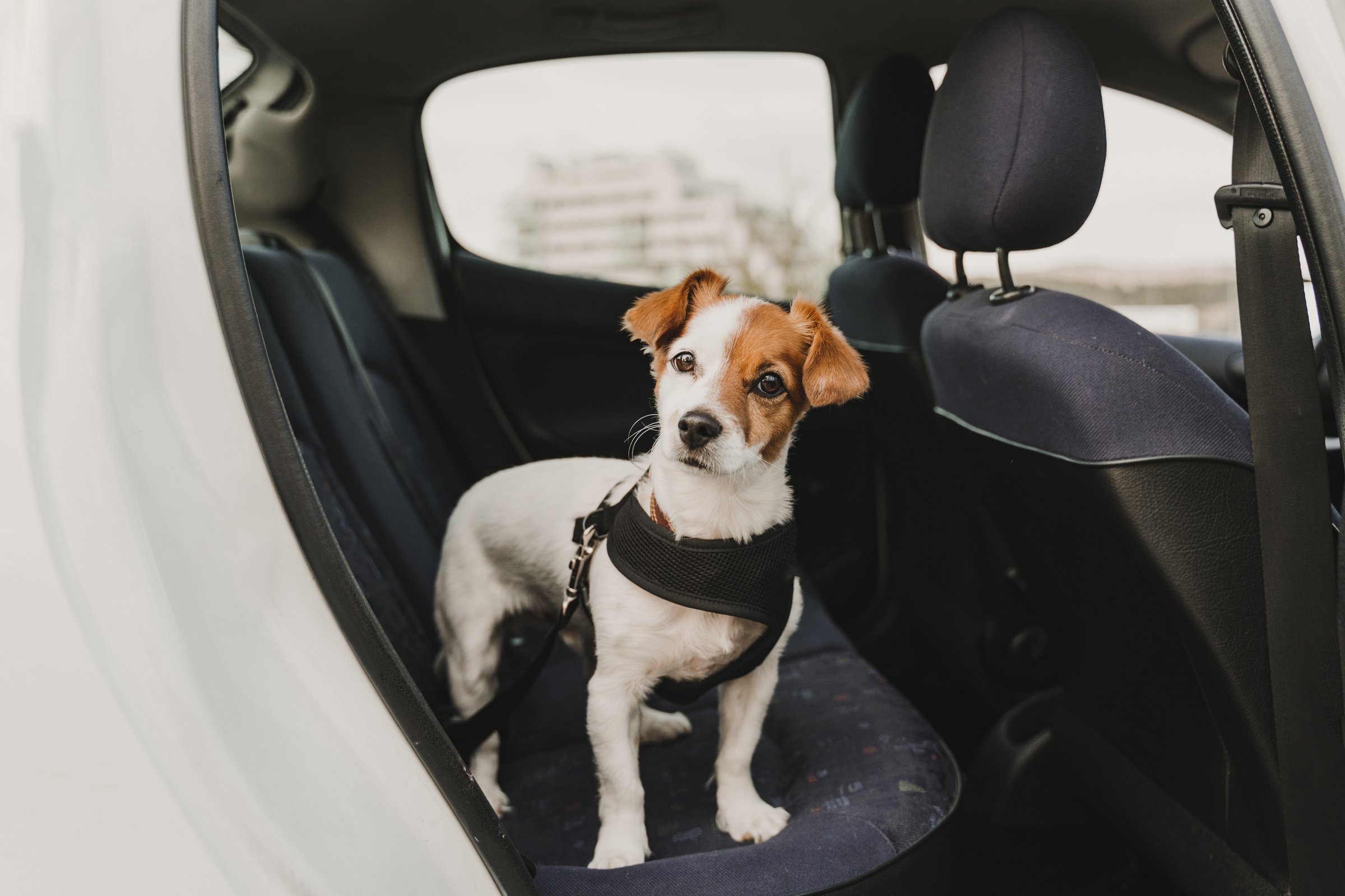 jack russell autós hám