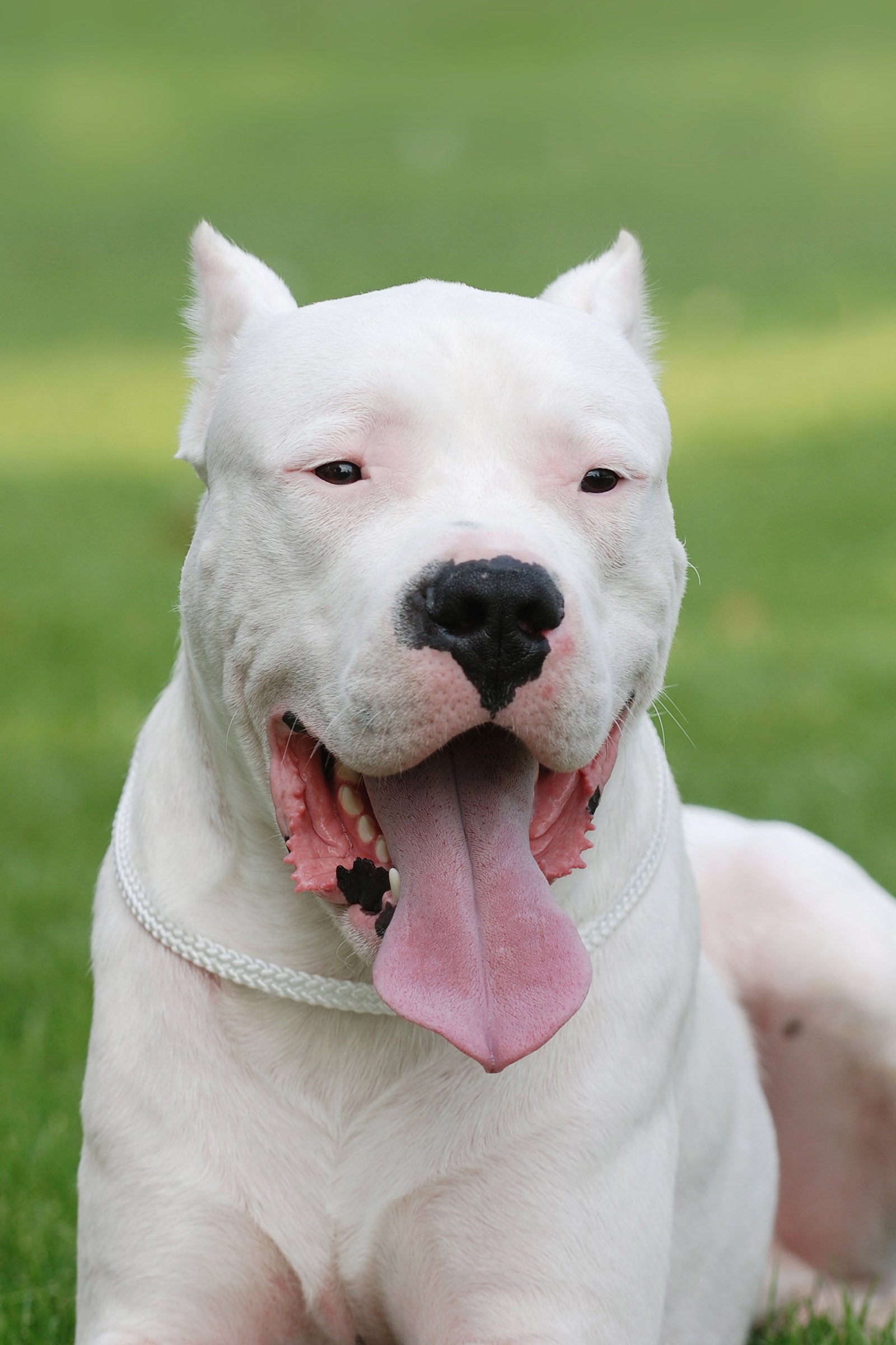 argentin dog