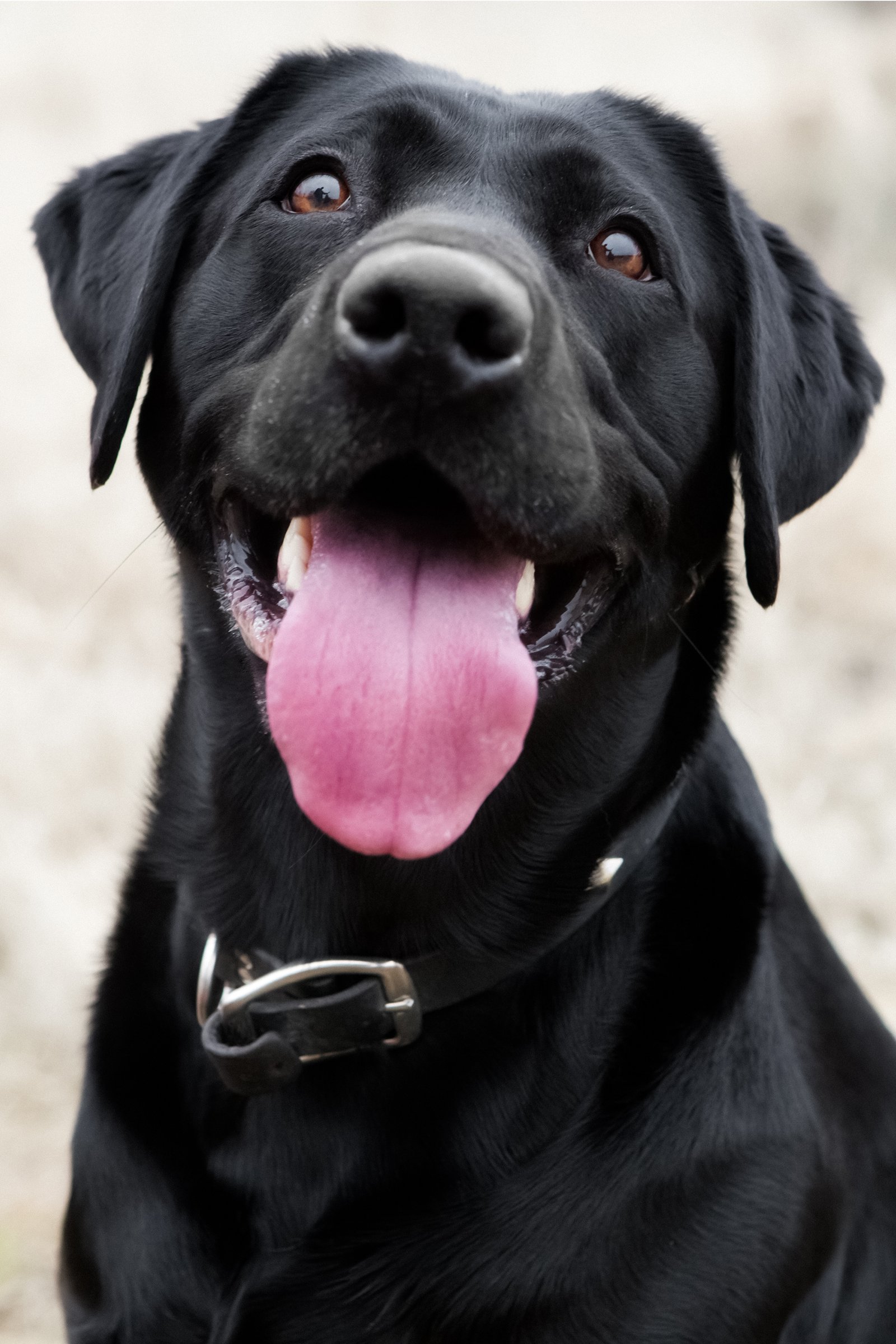 fekete labrador