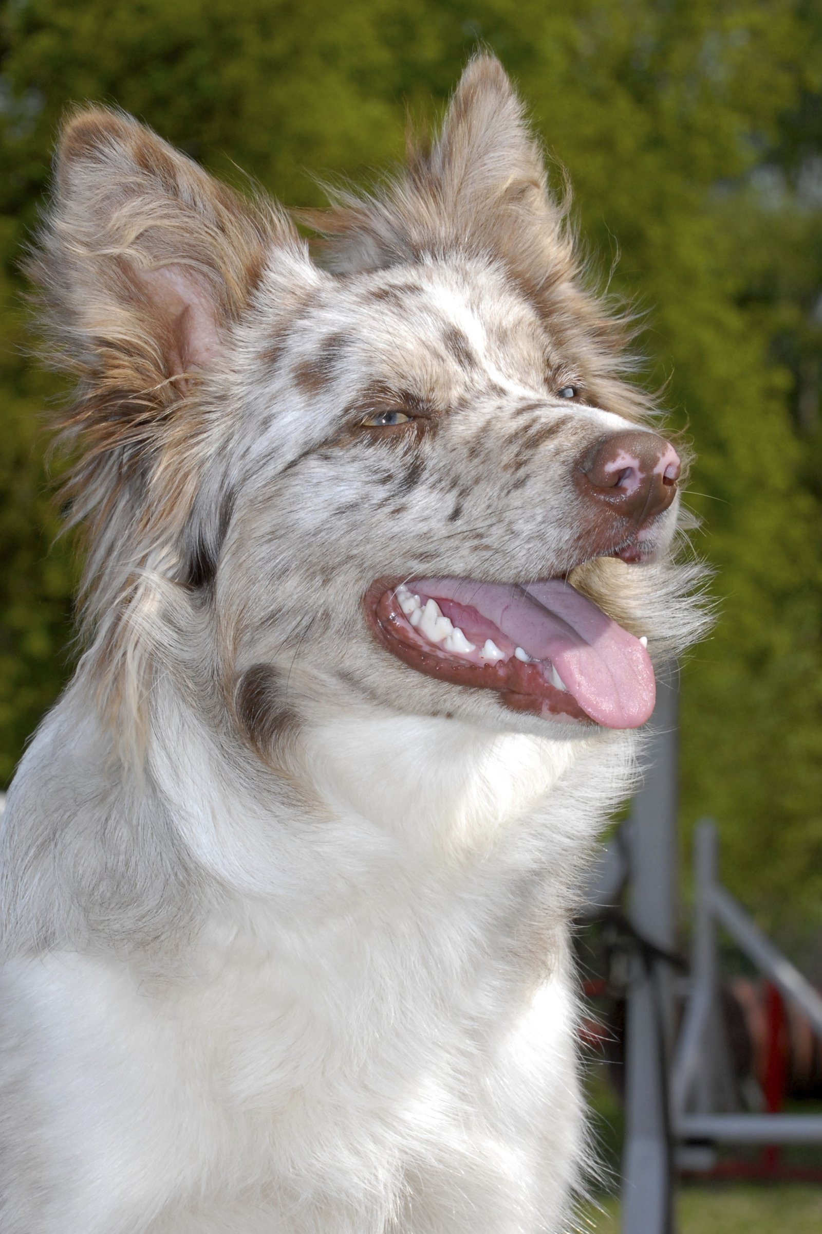 merle border collie