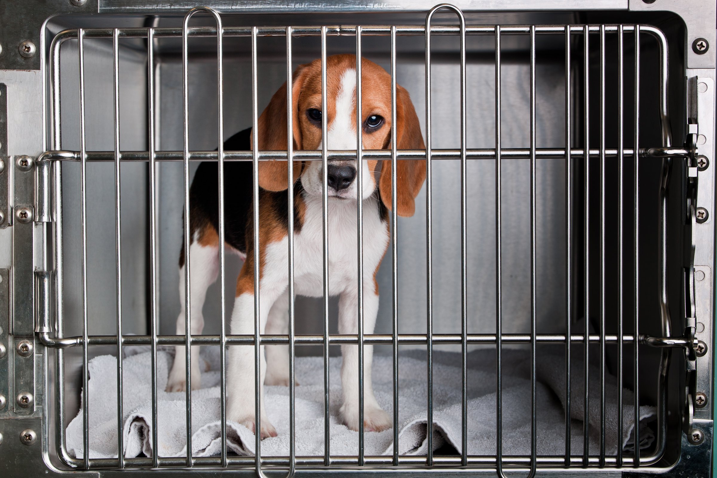 Beagle állatkísérlet ketrec rossz körülmények