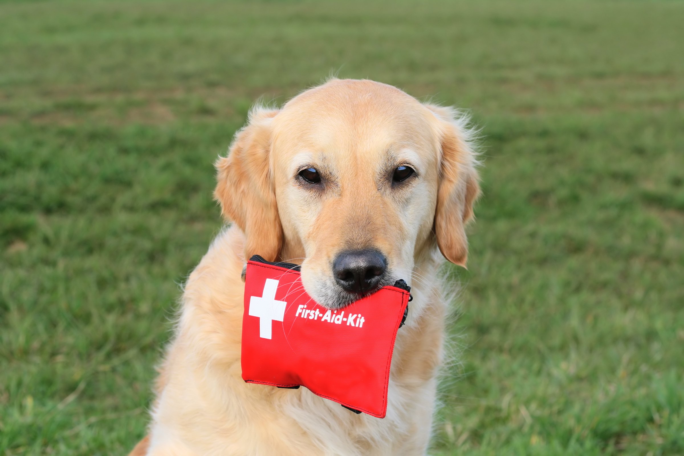 golden retriever elsősegély csomag
